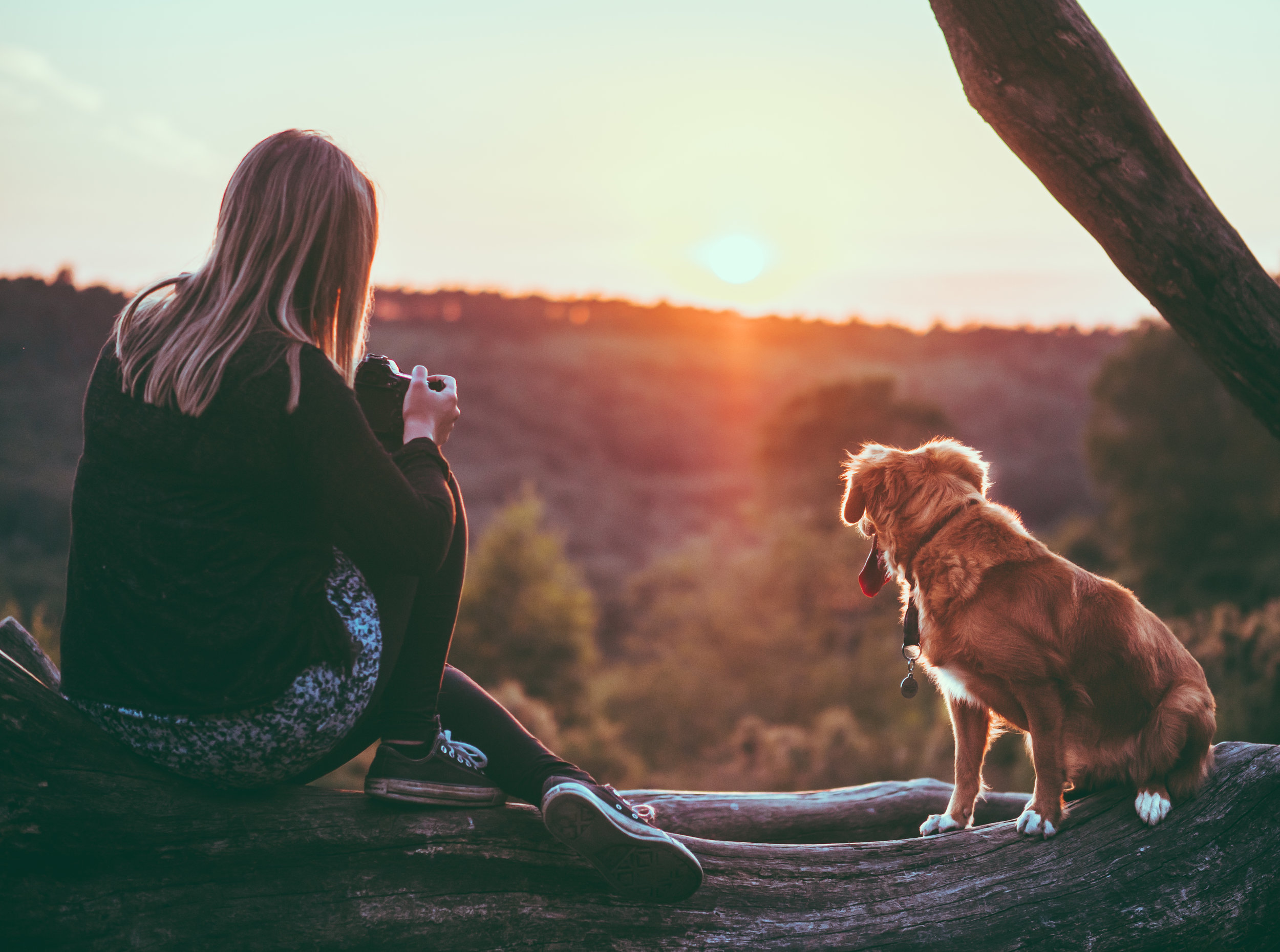 Risks and predispositions for canine osteoarthritis