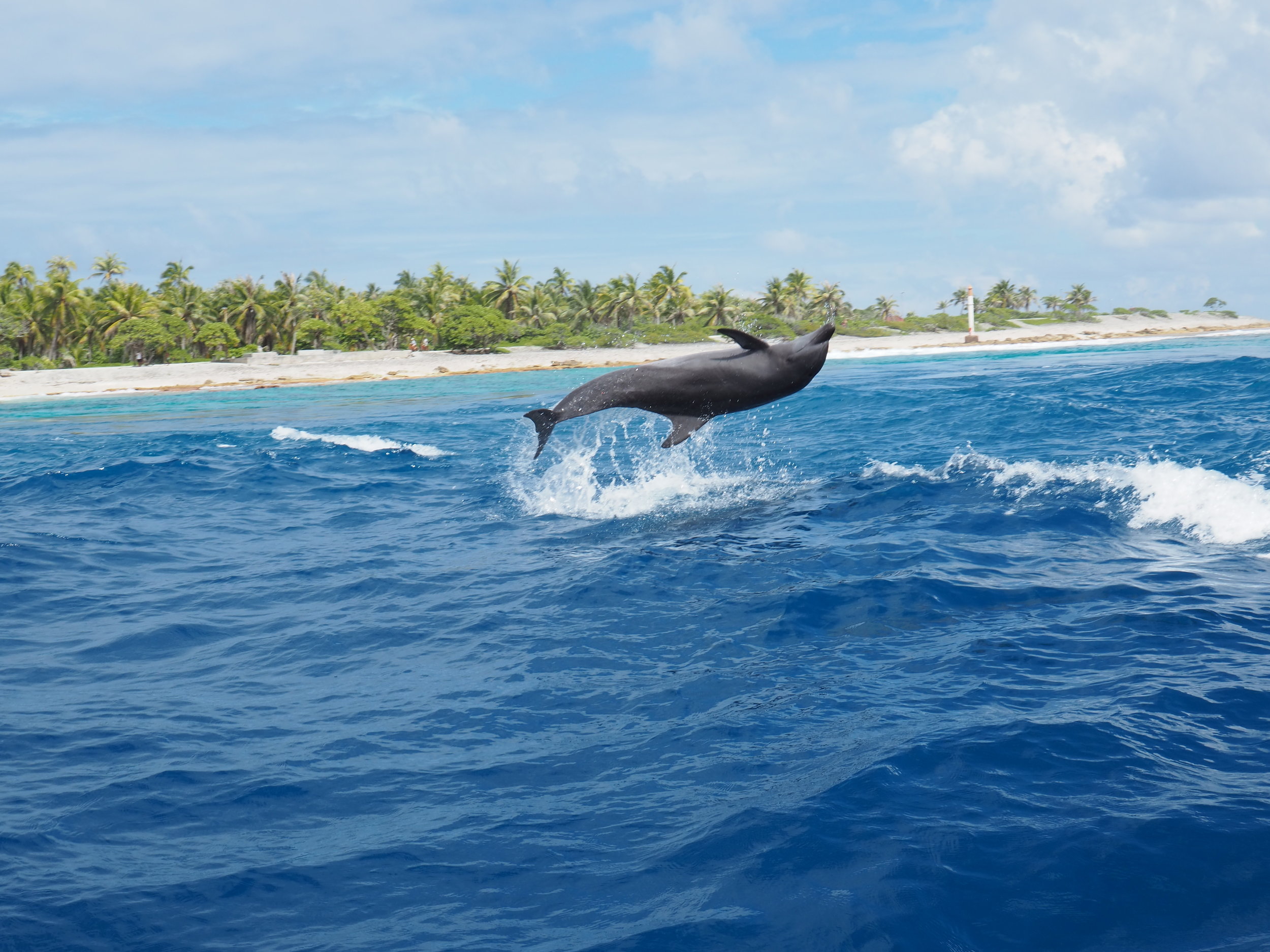 Researchers study catastrophic disease events in marine mammals