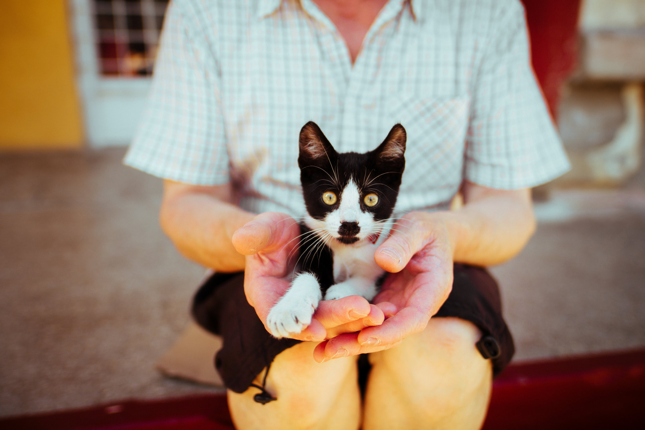 Polydactyly hypopigmented cat with squamous cell carcinoma