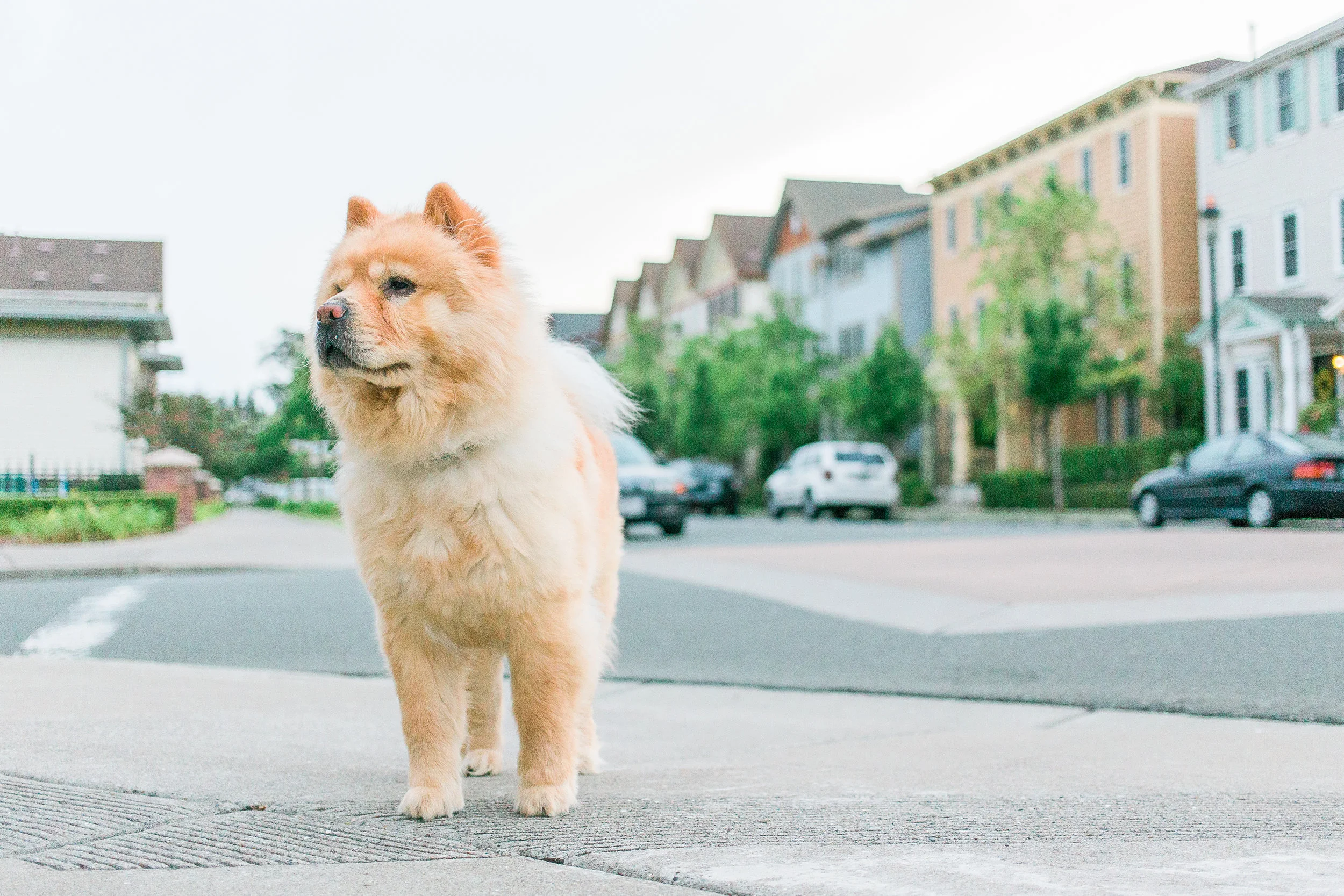 free sterilization for dogs