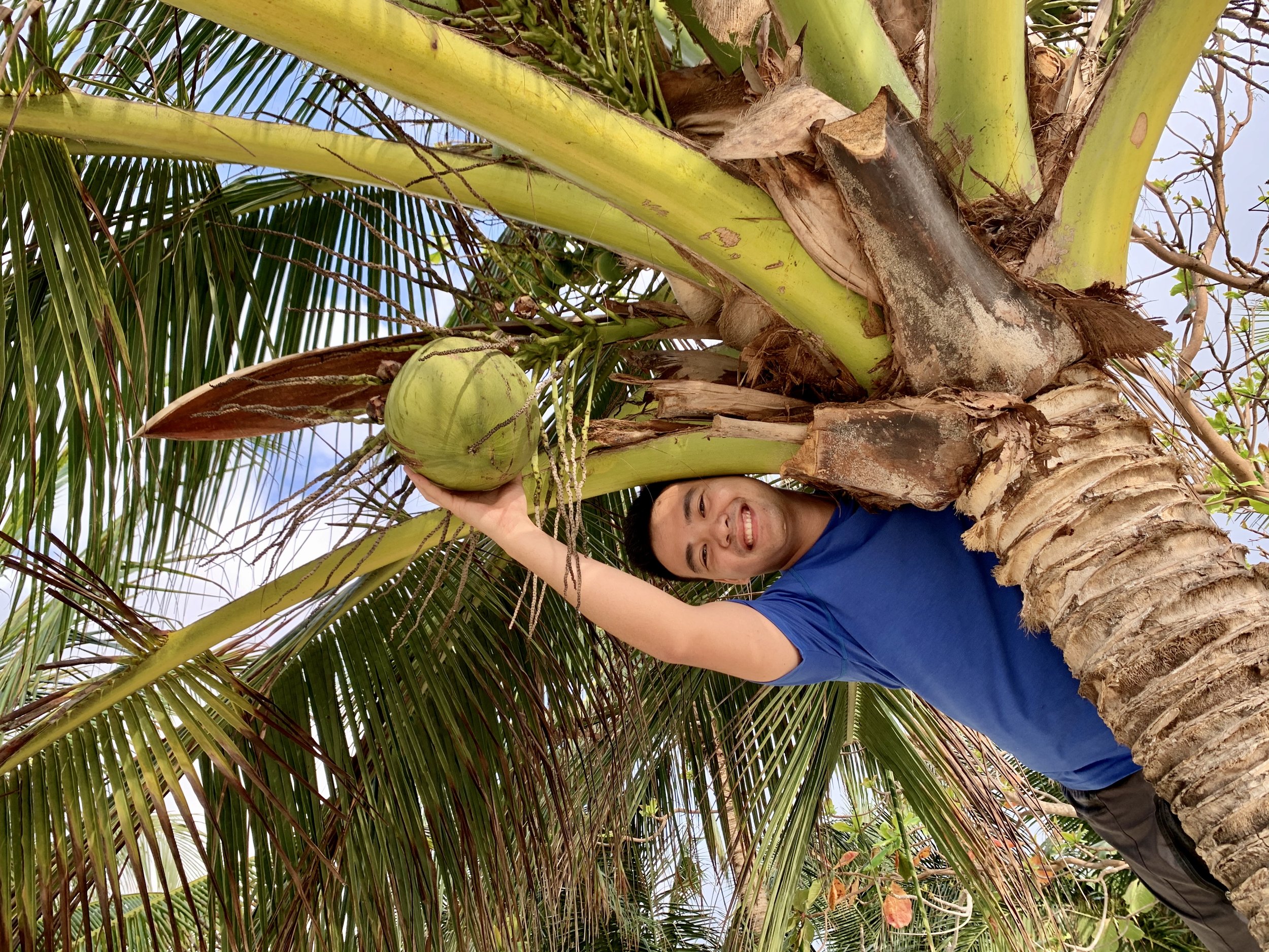 Coconut confusion reveals consumer conundrum