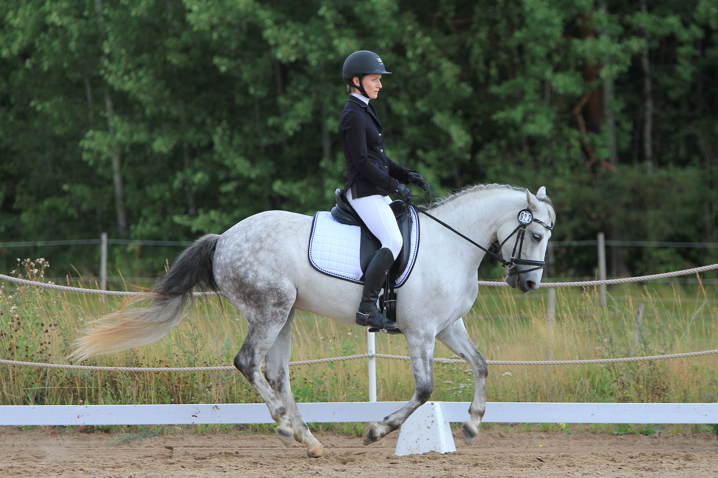 Relationship of gait and pain ethogram in riding horses