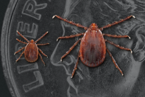 CDC_longhorned_tick-300x200.png