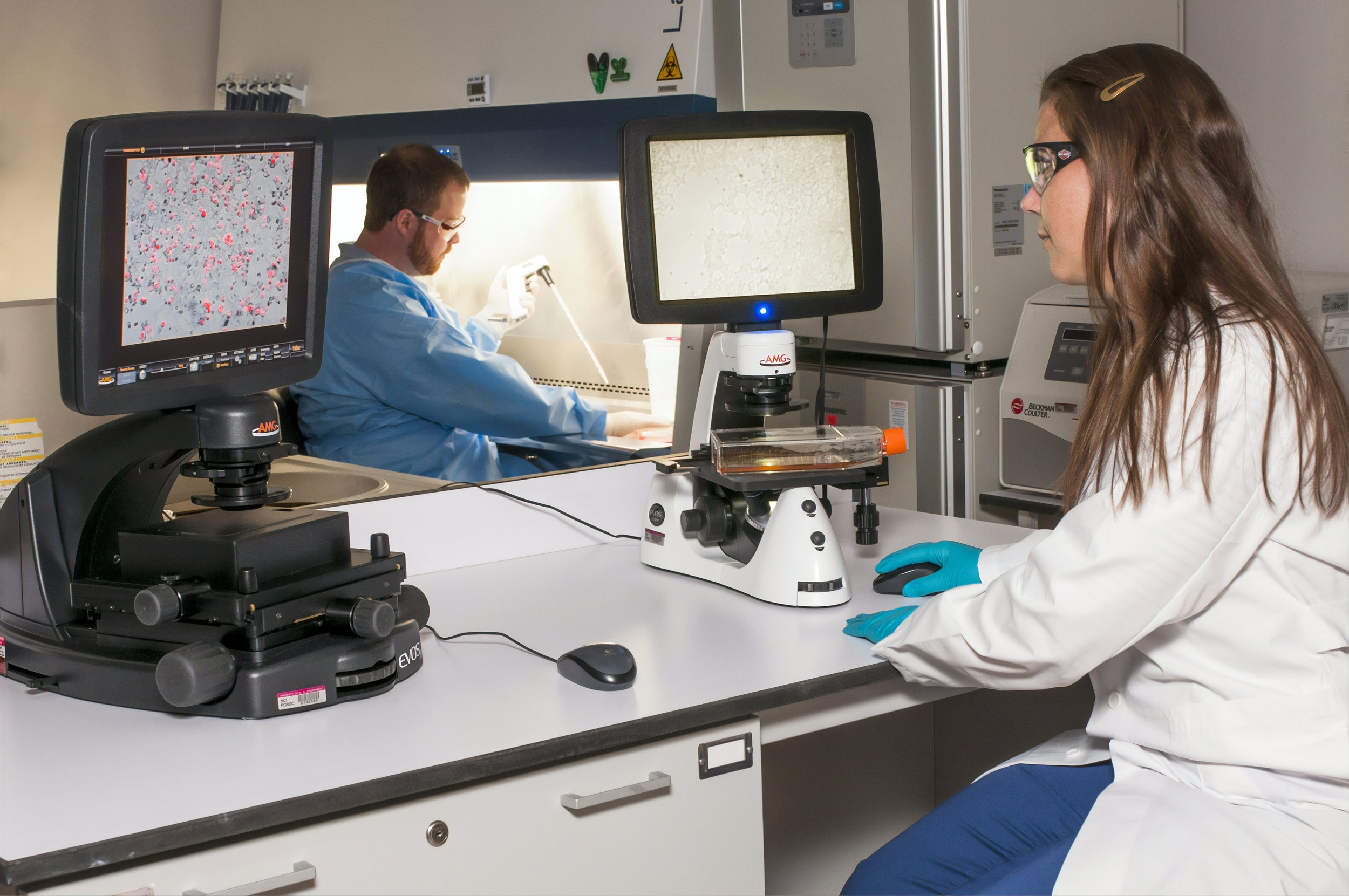 Scientists create program that finds synteny blocks in different animals