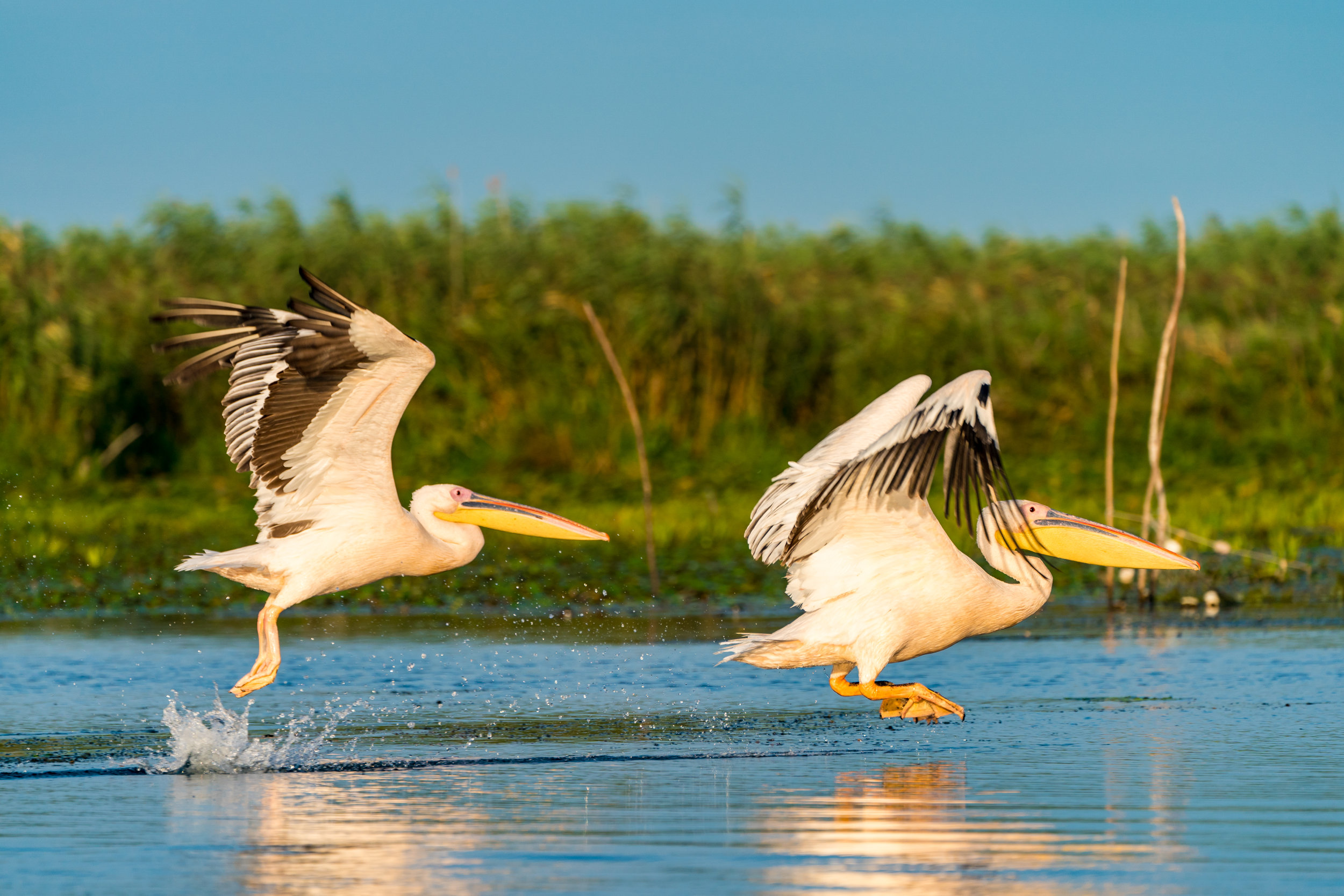 Bird droppings carry risk of antibiotic resistance
