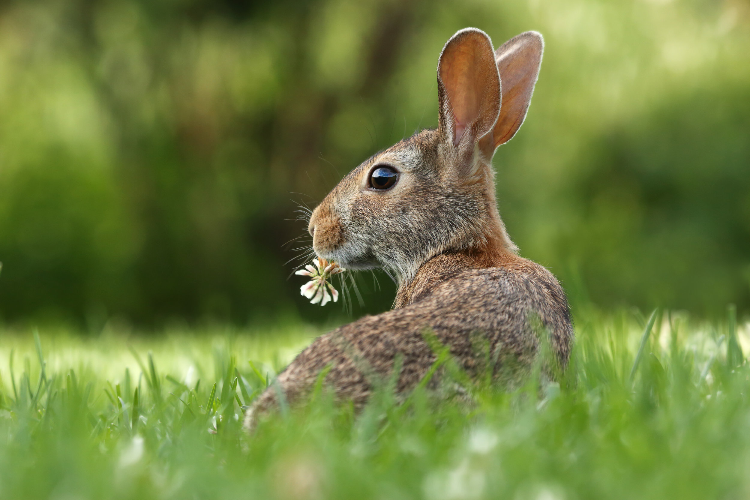 An emerging threat  U.S. rabbit population is on the rise