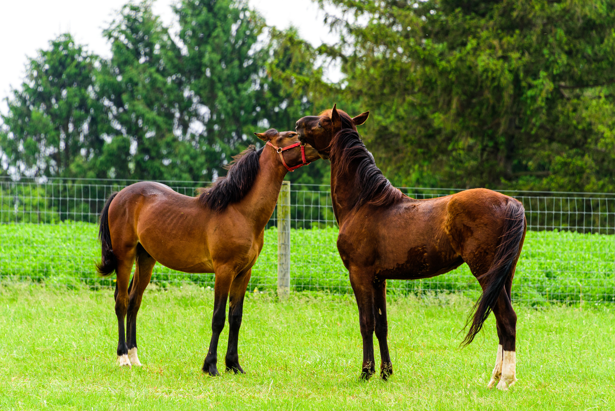 First Vesicular Stomatitis Virus case confirmed in Missouri horse