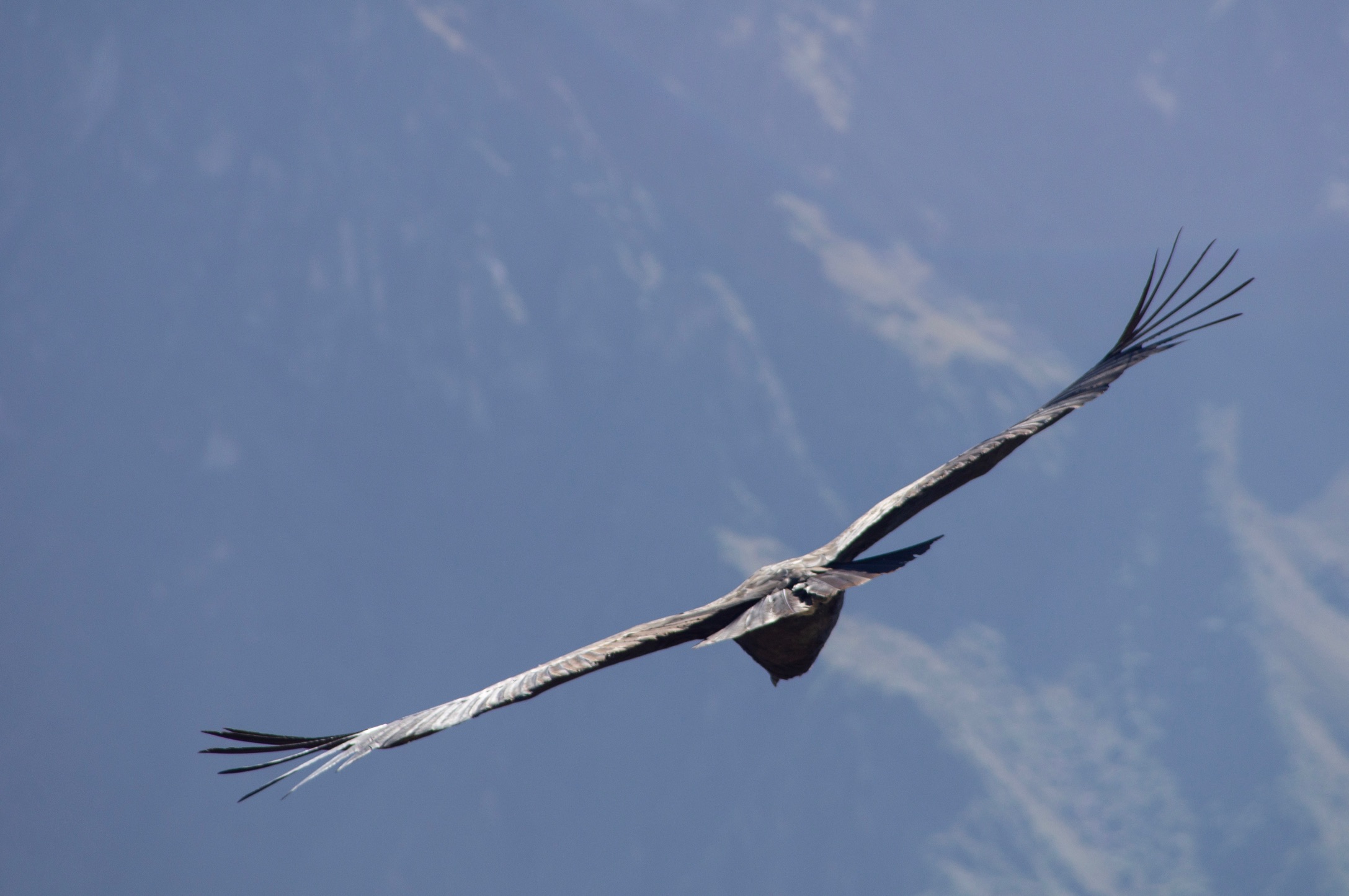 High-flying study reveals secrets of soaring birds