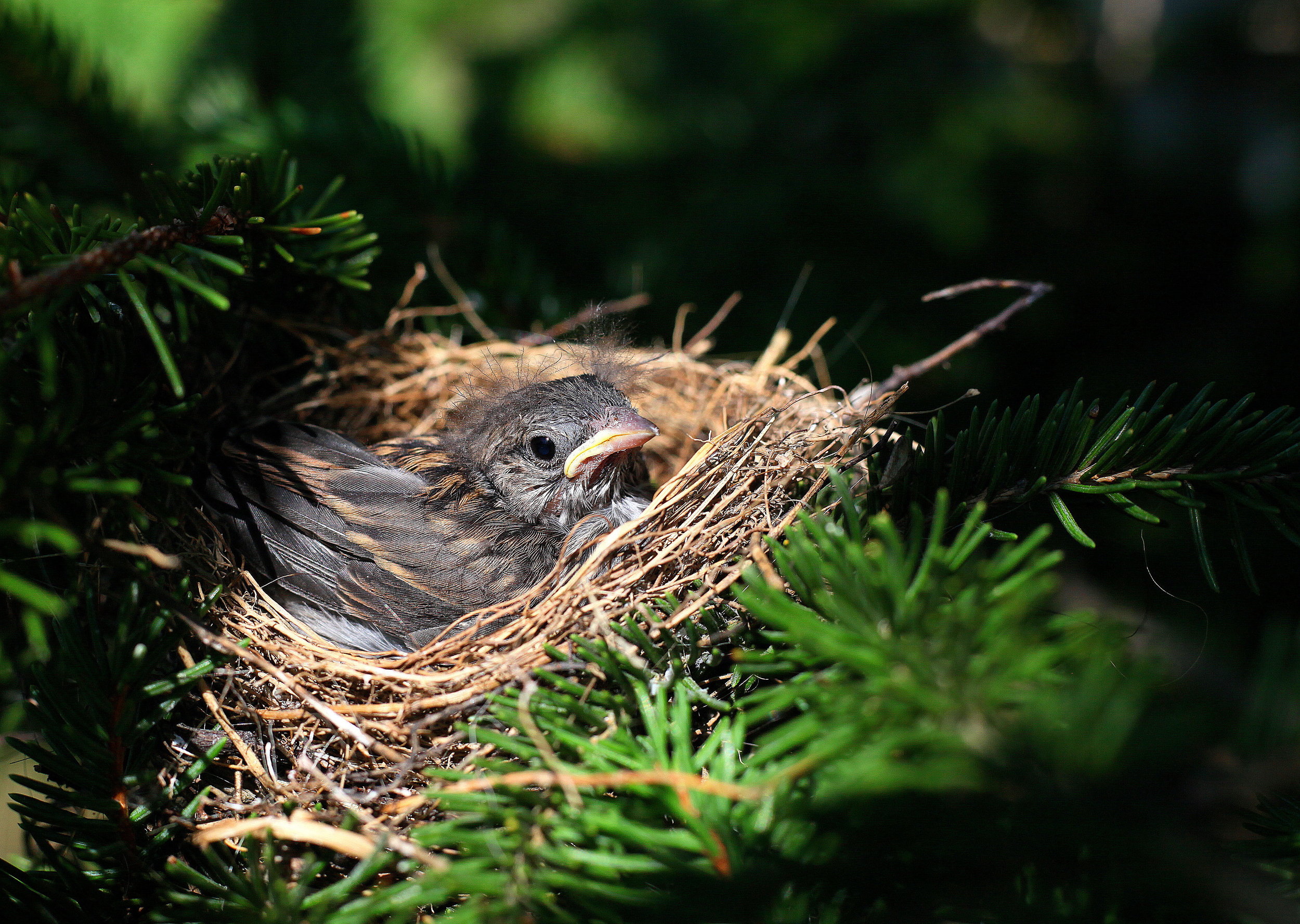 Drones and artificial intelligence show promise for conservation of farmland bird nests