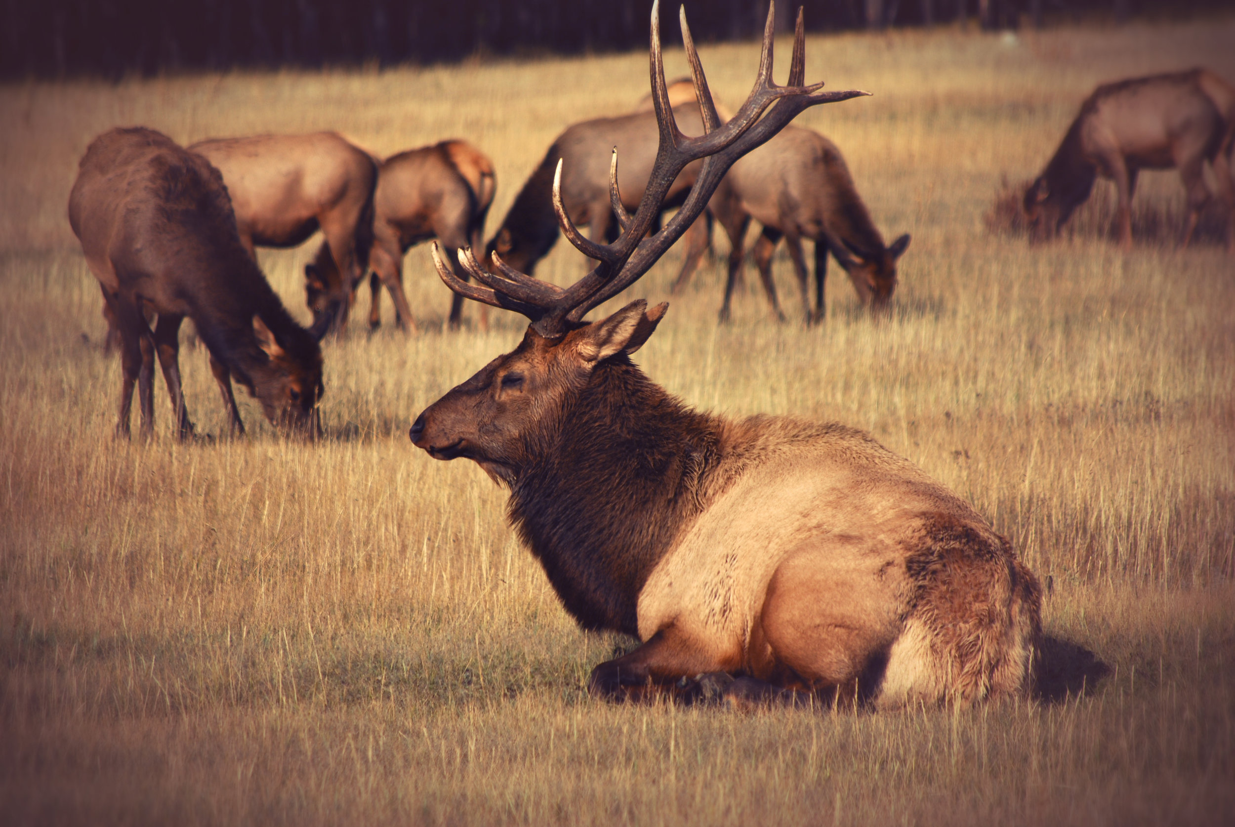 No evidence that predator control will save mountain caribou, study says