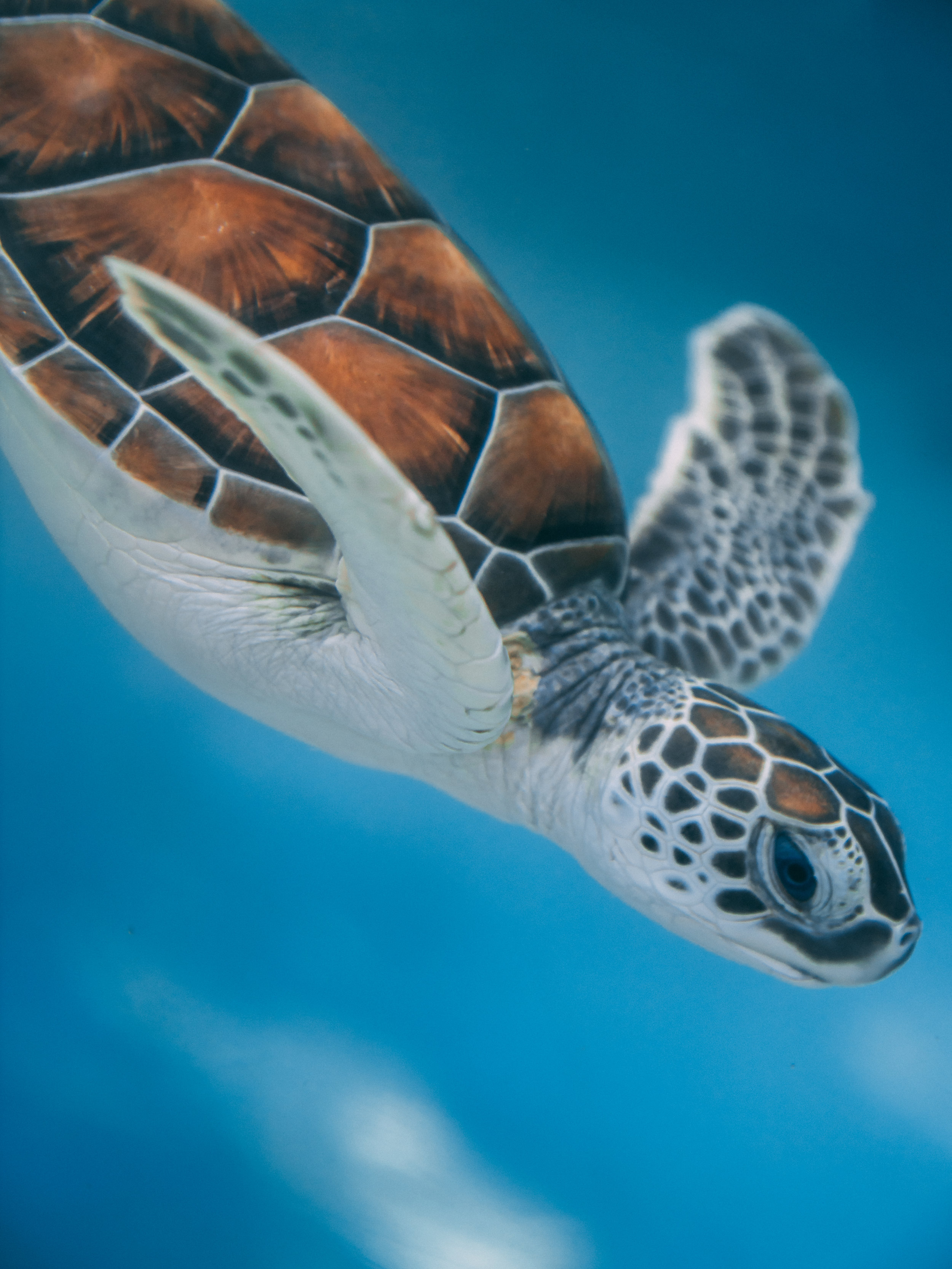 Wonders of animal migration: How sea turtles find small, isolated islands