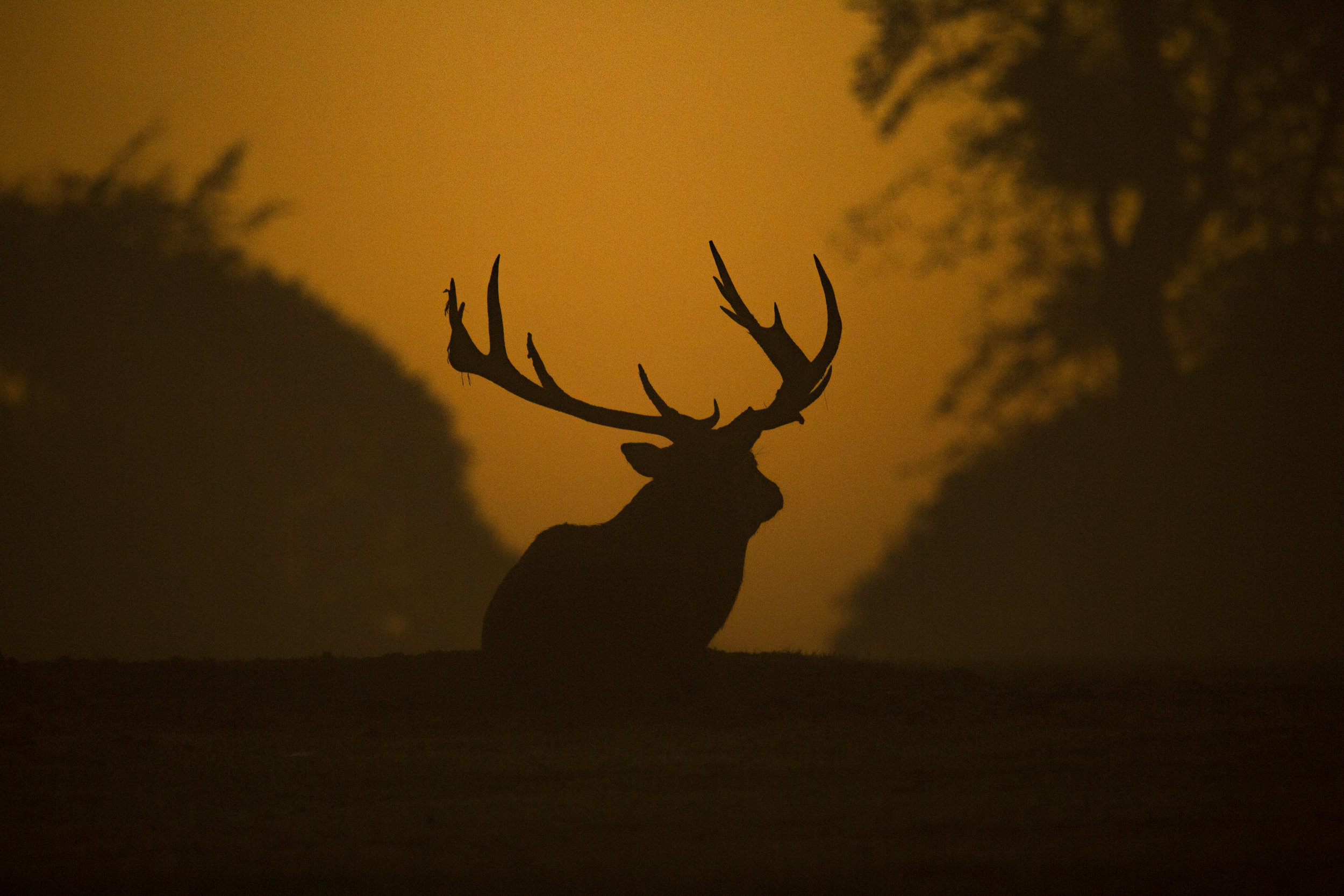 Clear strategies needed to reduce bushmeat hunting