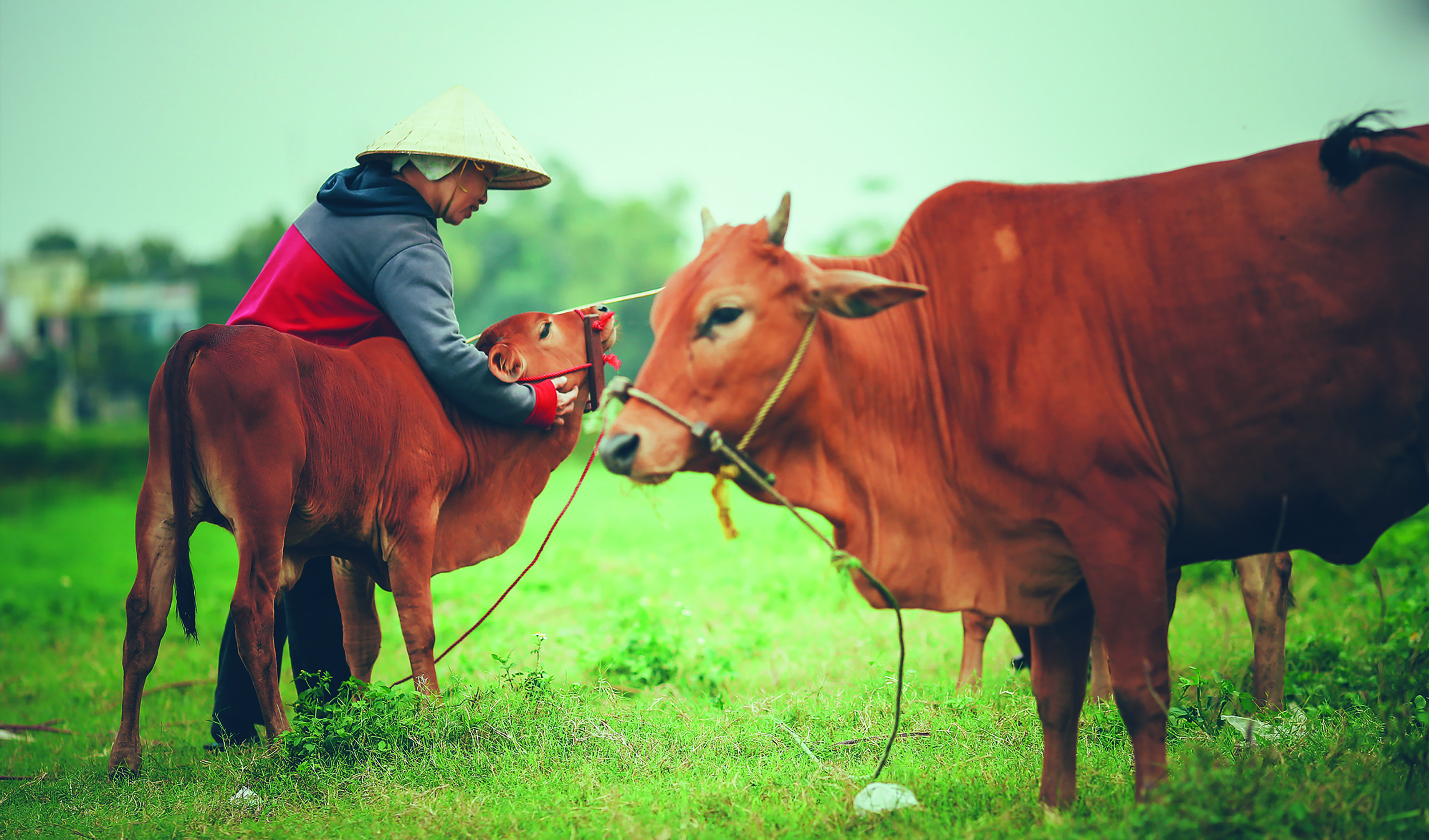 A new method is developed to extract antibiotic residue in food from animal sources