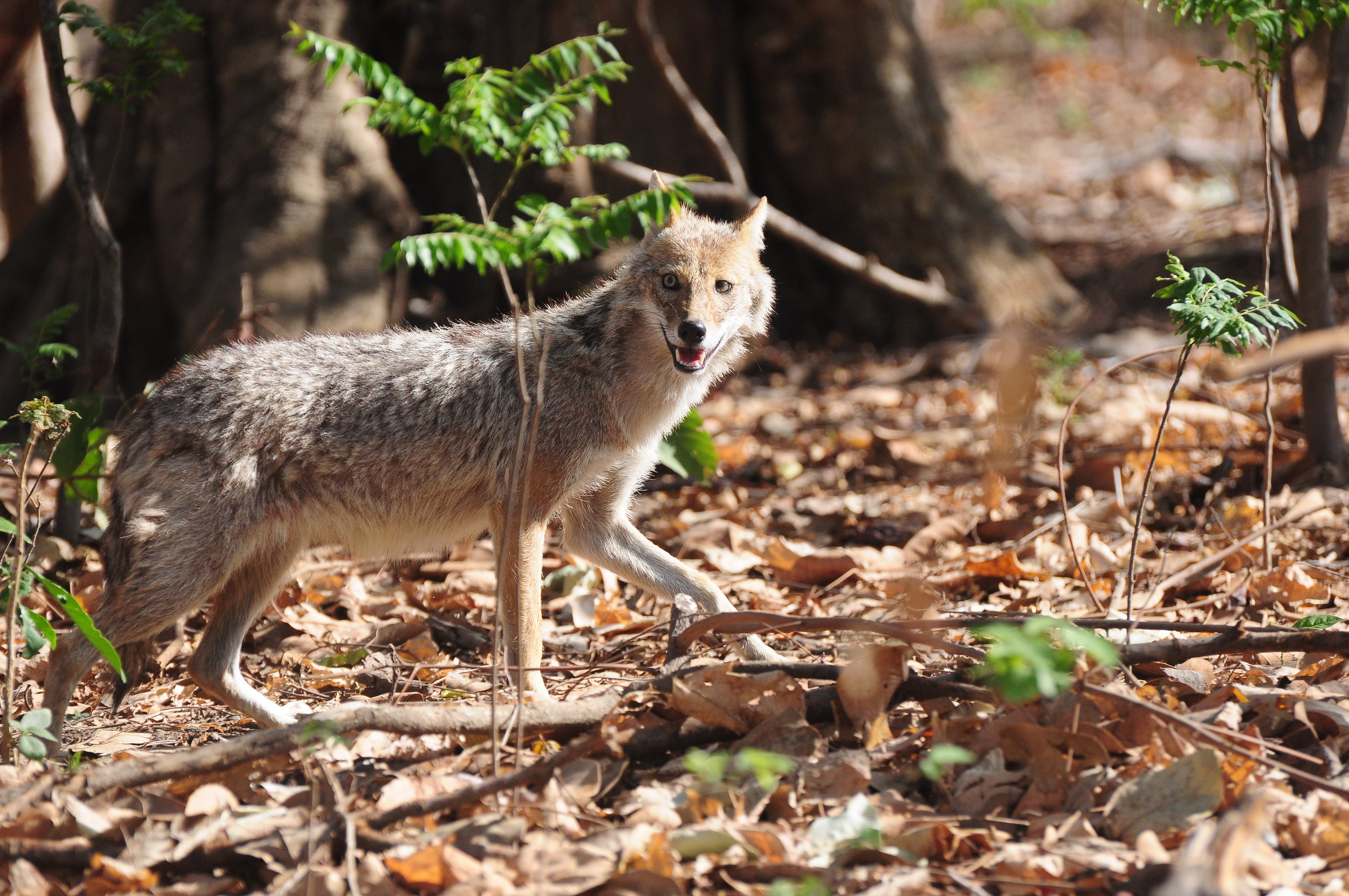 Michigan coyotes: What's for dinner depends on what the neighbors are having