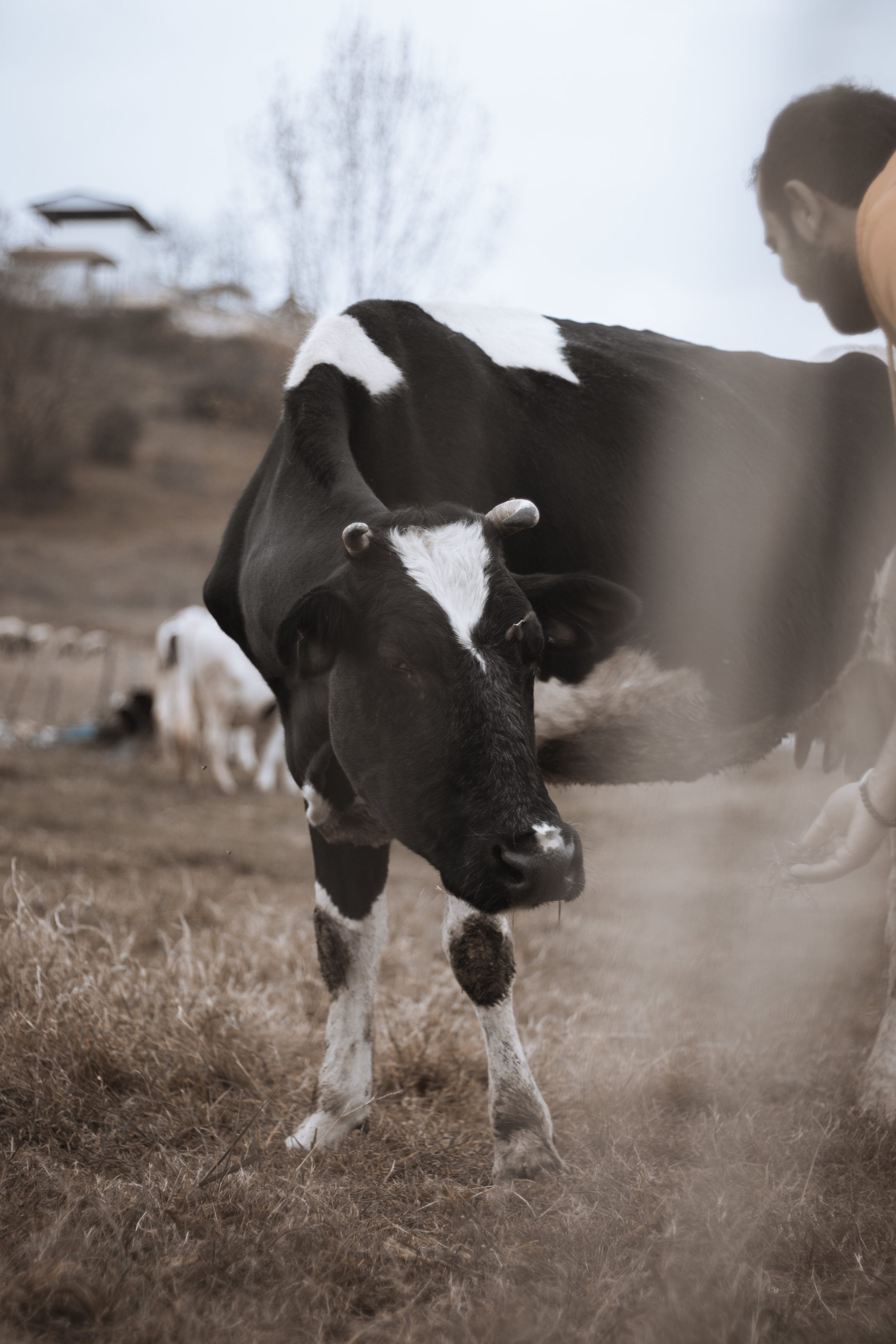 Mitigation of greenhouse gases in dairy cattle through genetic selection