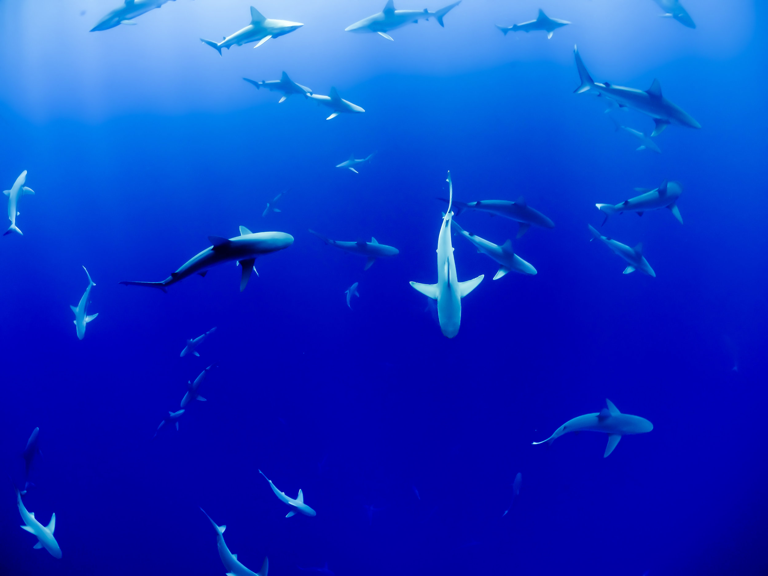 Plastics found in sea-bed sharks