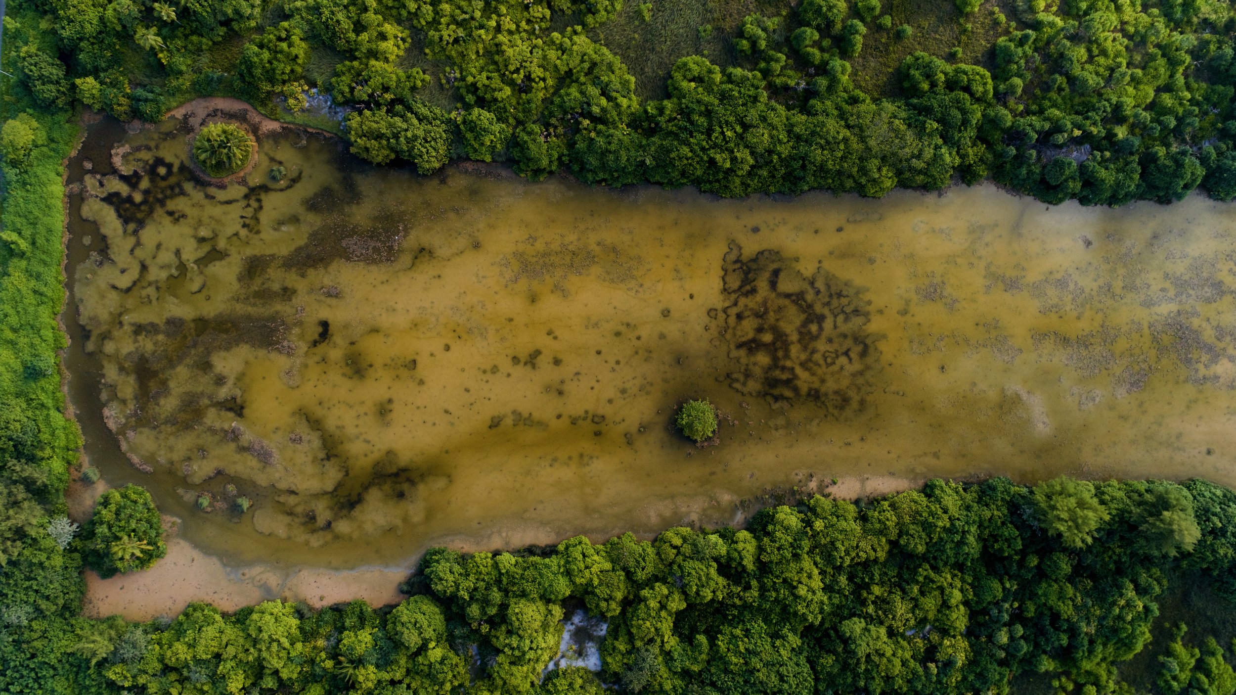 Battling harmful algae blooms