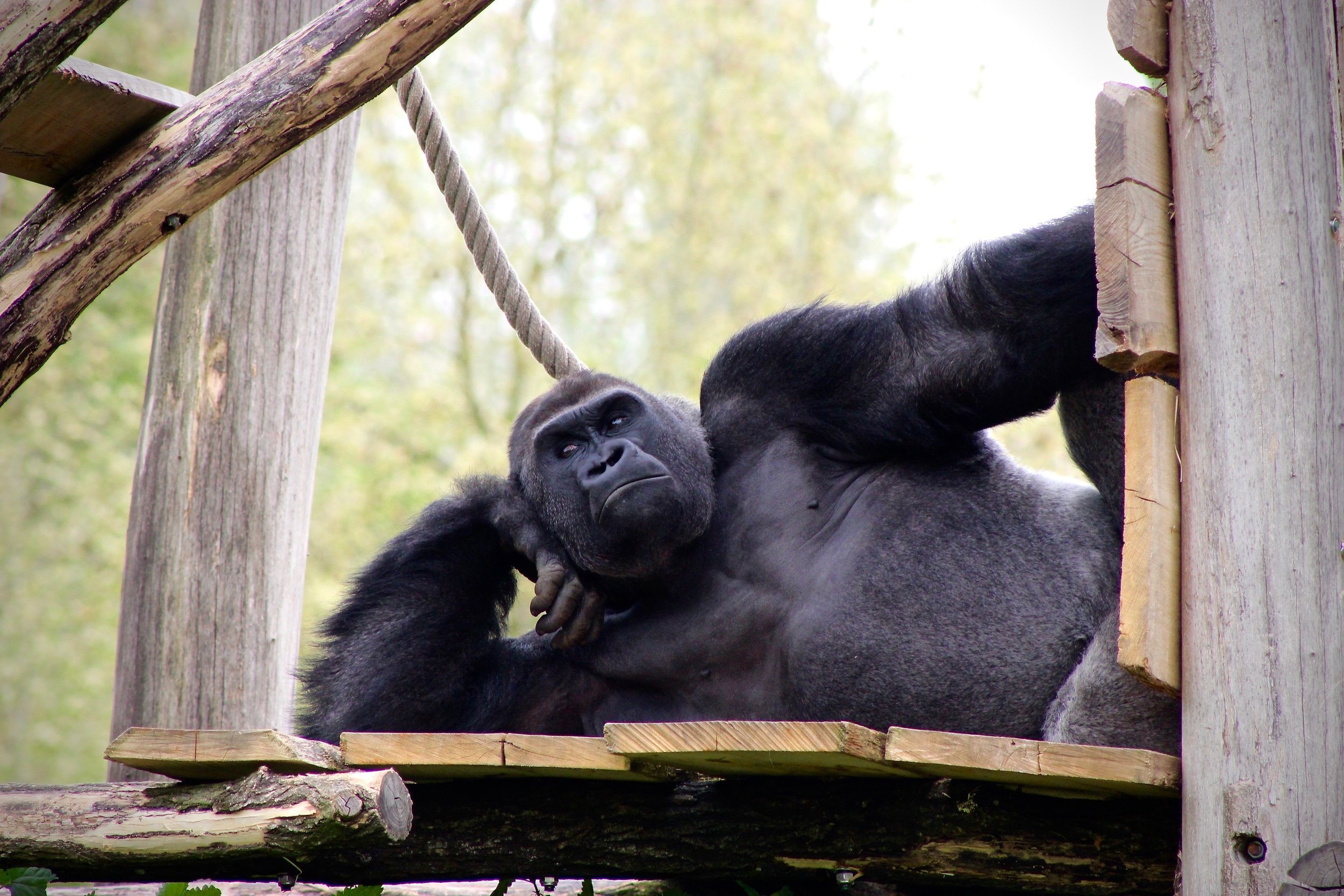 Primate voice boxes are evolving at rapid pace