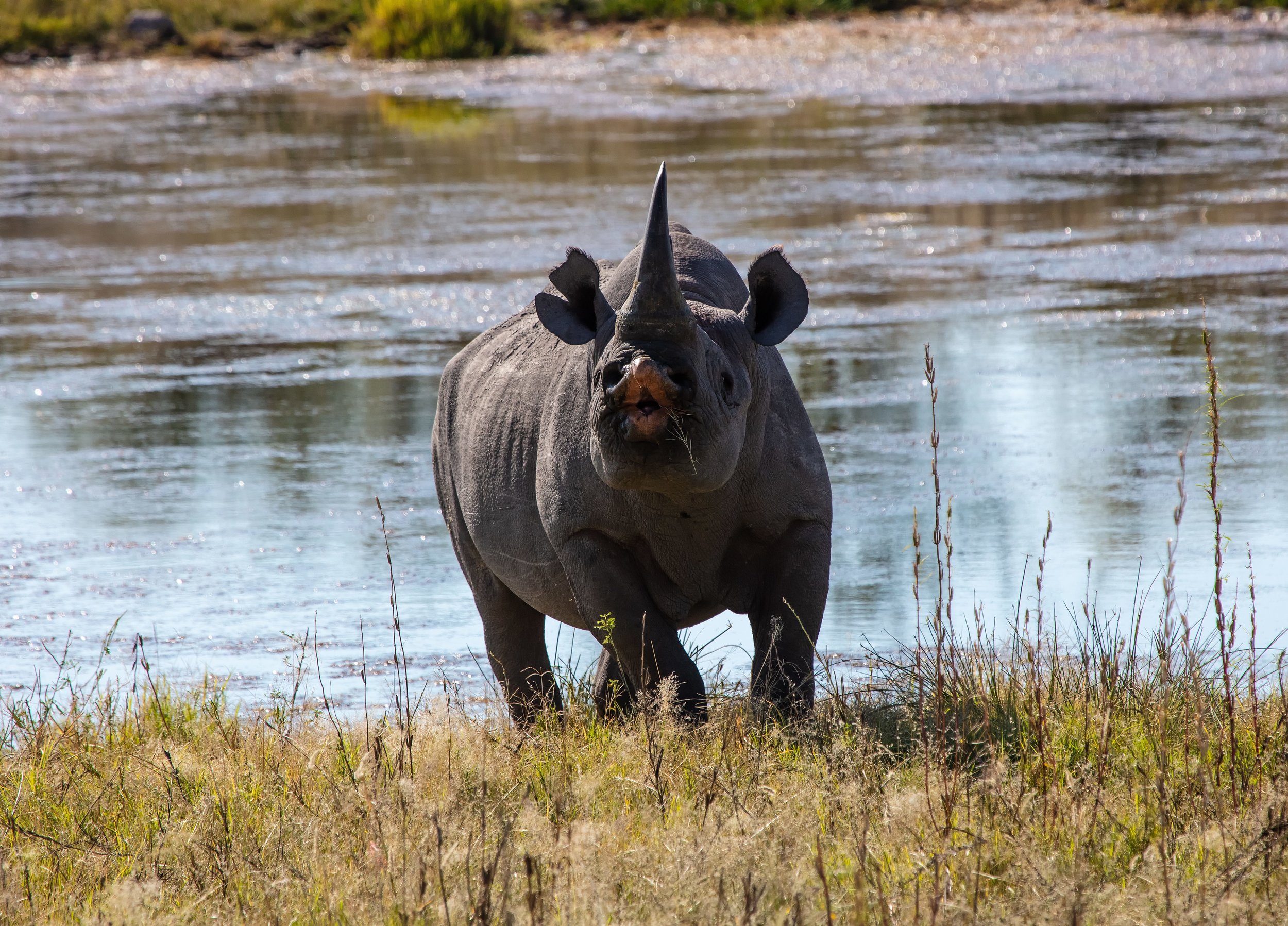 Why black rhinos may get sick in captivity