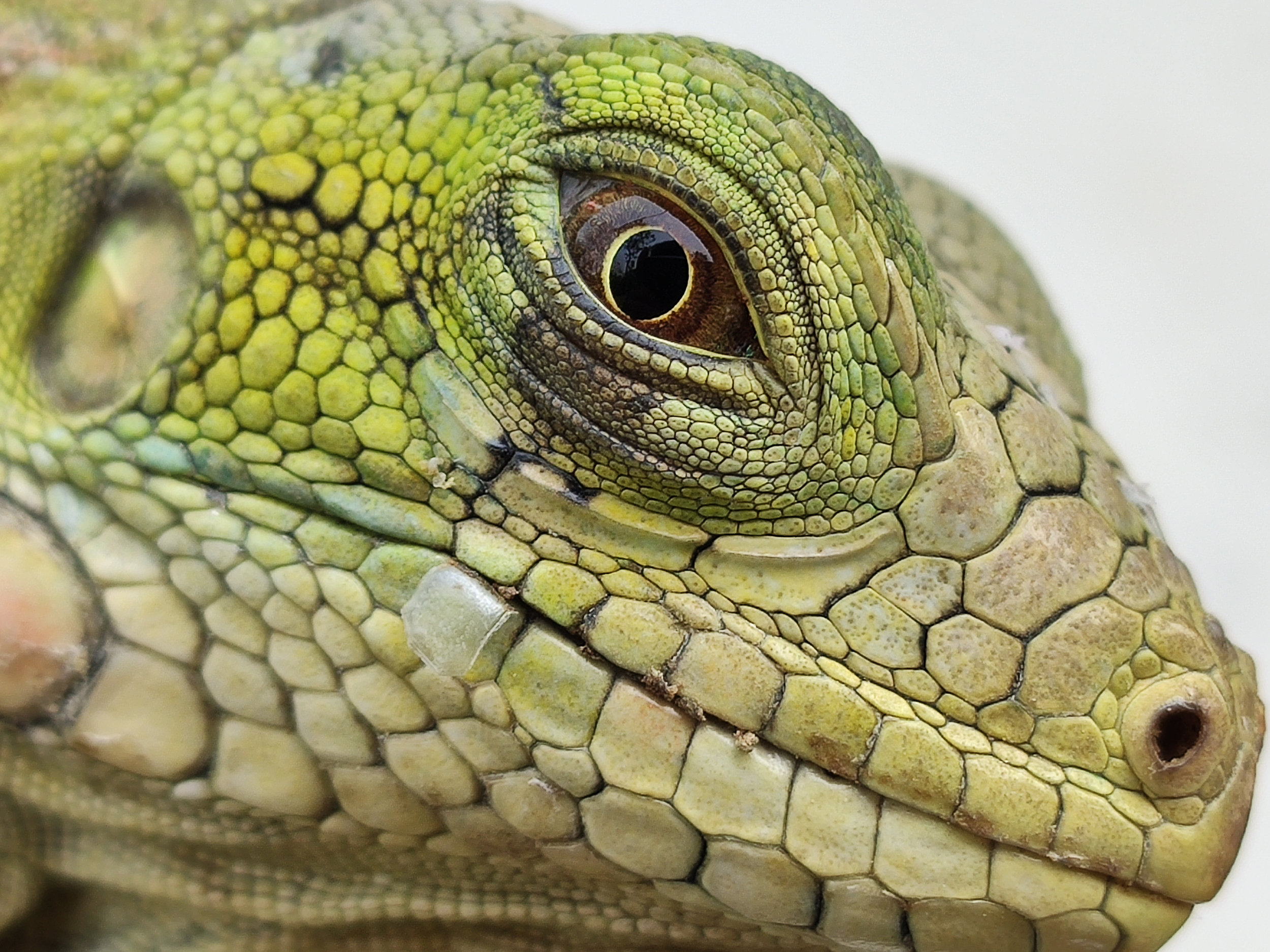 Bird and reptile tears aren't so different from human tears