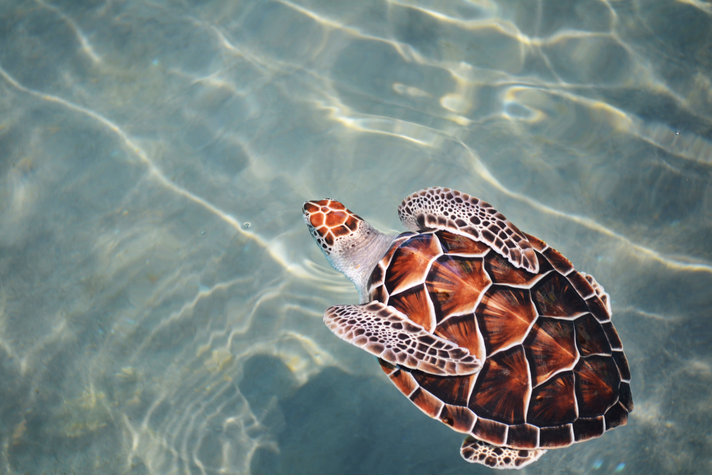 Loggerhead turtles record a passing hurricane