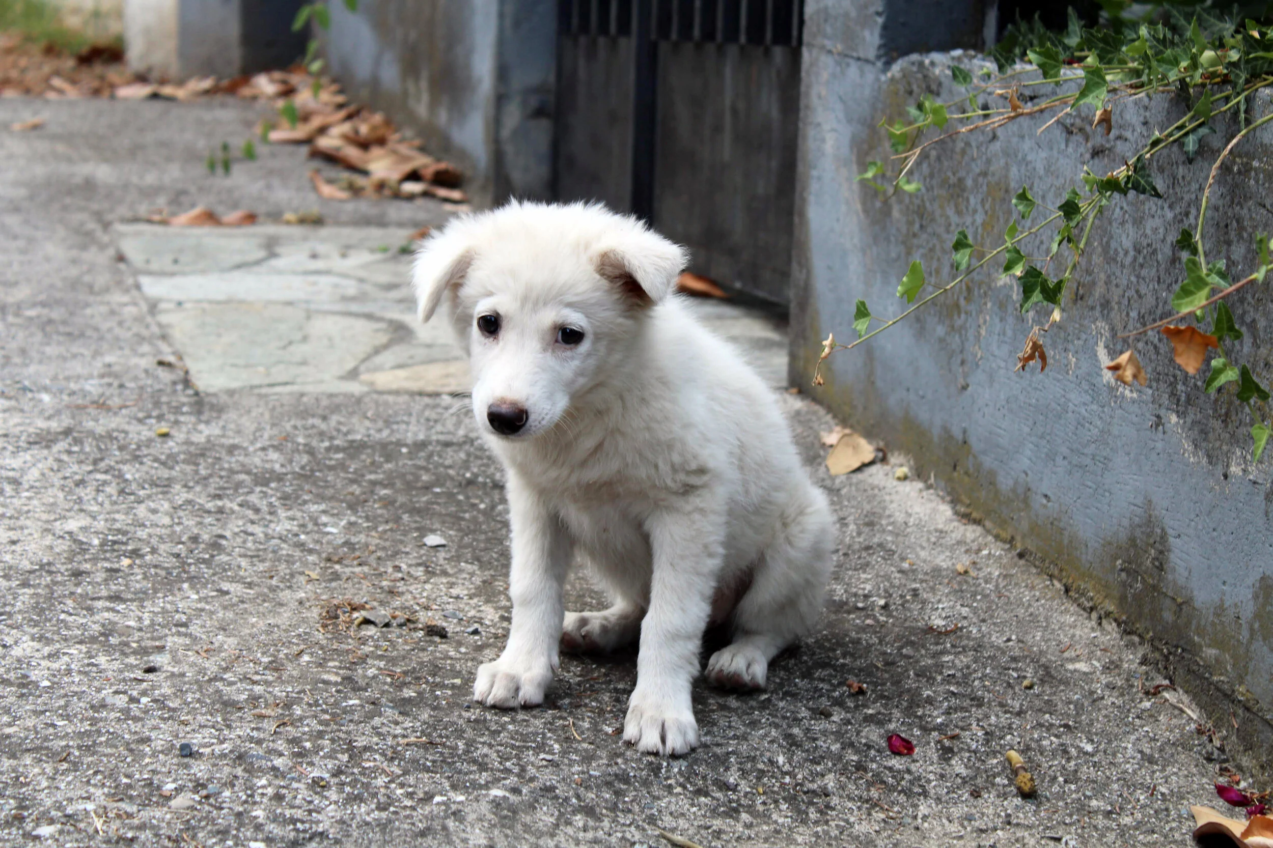 Voluntary approach to canine rabies vaccinations
