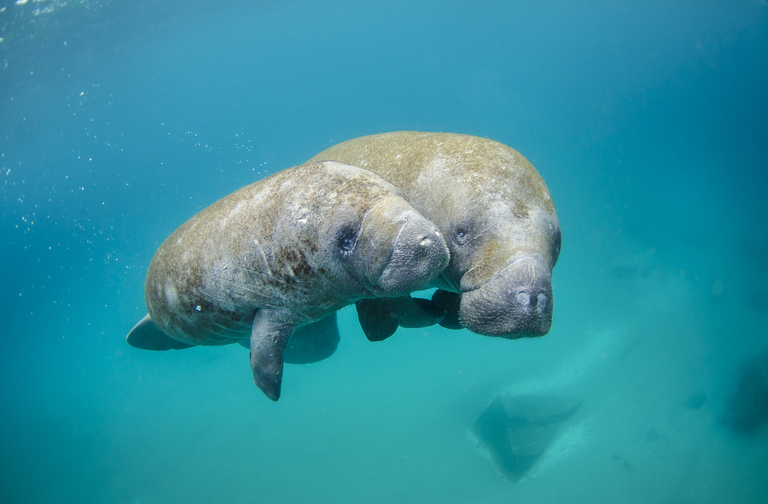 Marine animals live where ocean is most breathable, ranges may shrink with climate change