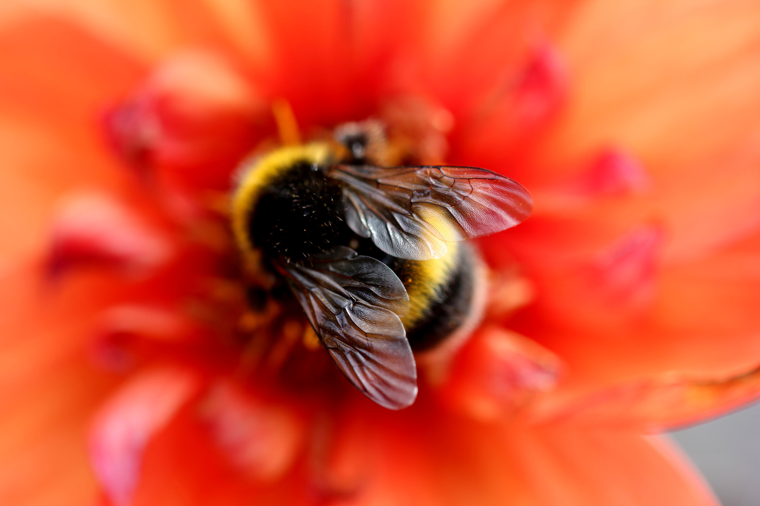 Two pesticides approved for use in US harmful to bees