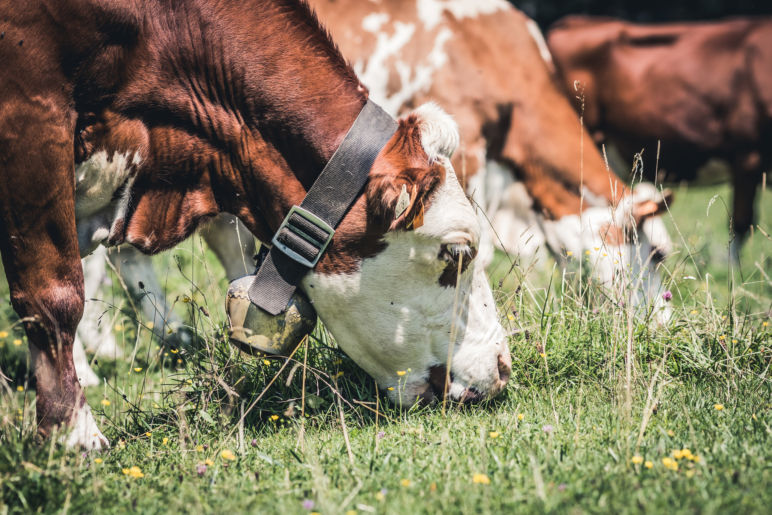 Sicker livestock may increase climate woes