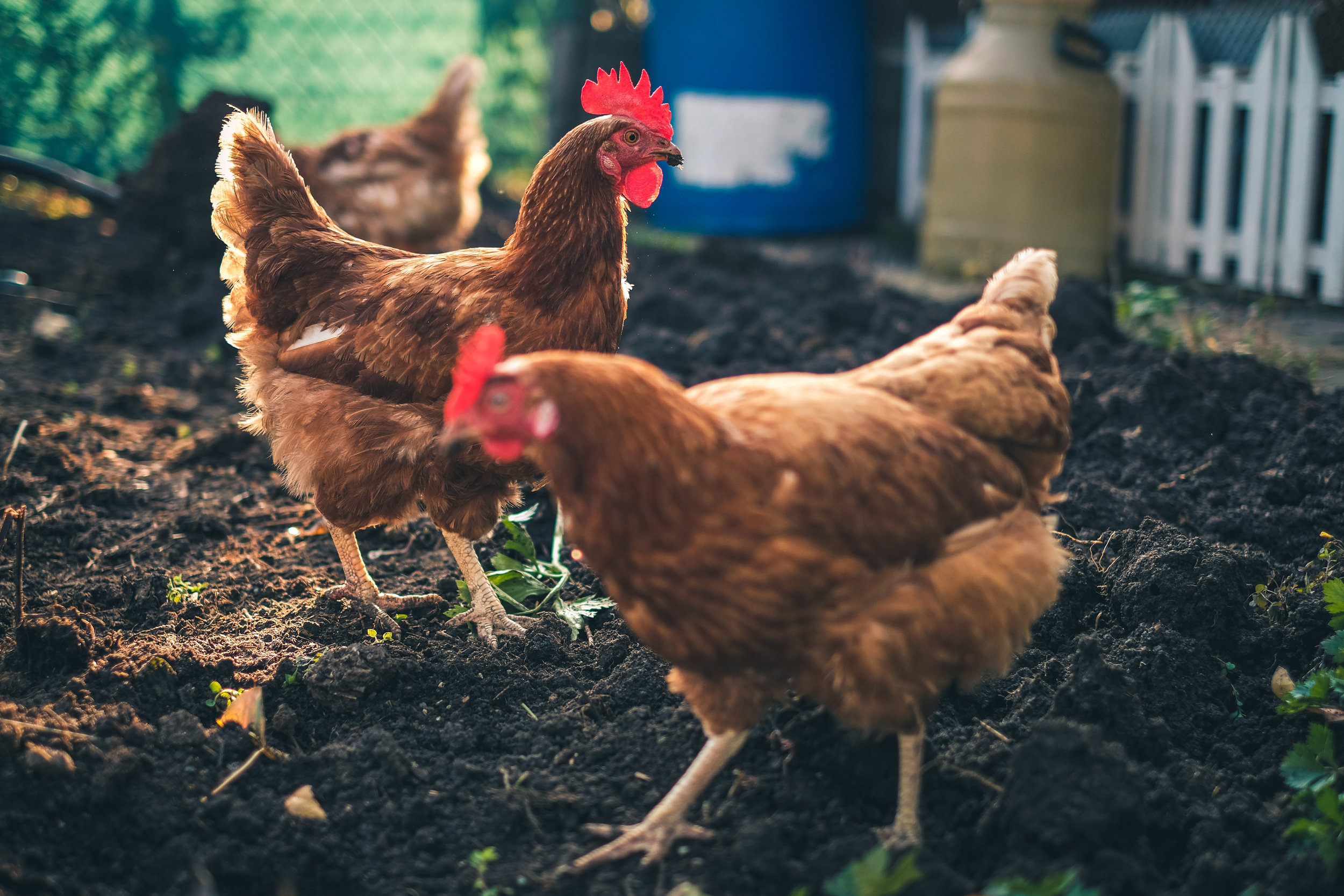 Boosting chickens' own immune response could curb disease