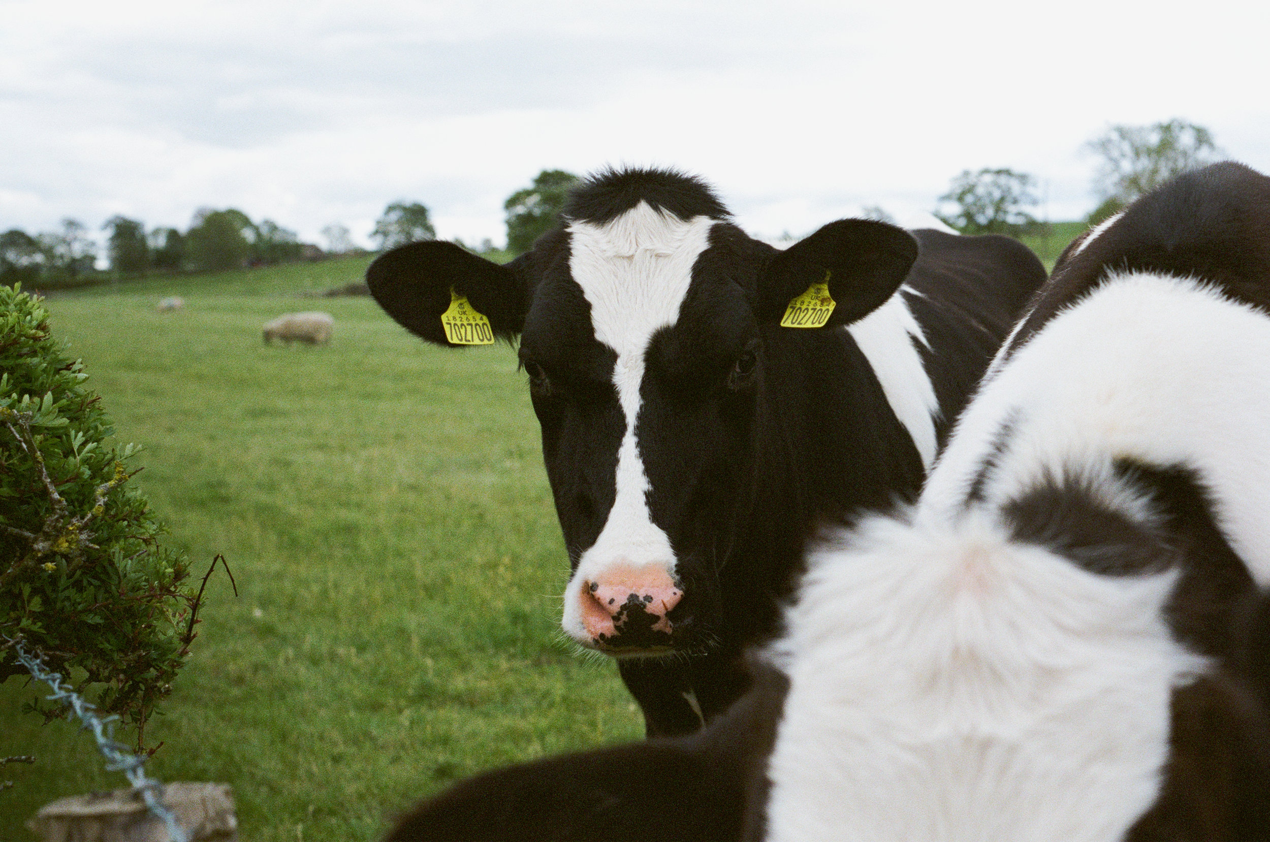 How to meet growing global demand for milk