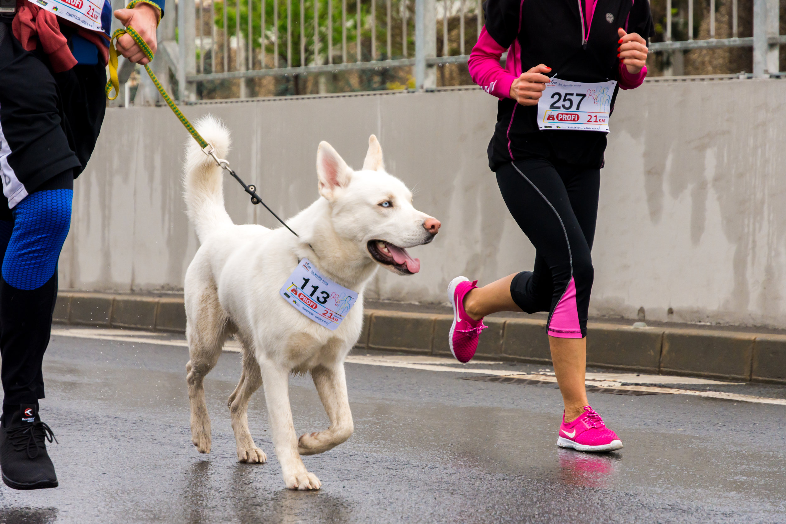 Cornell study upends understanding about joint injuries