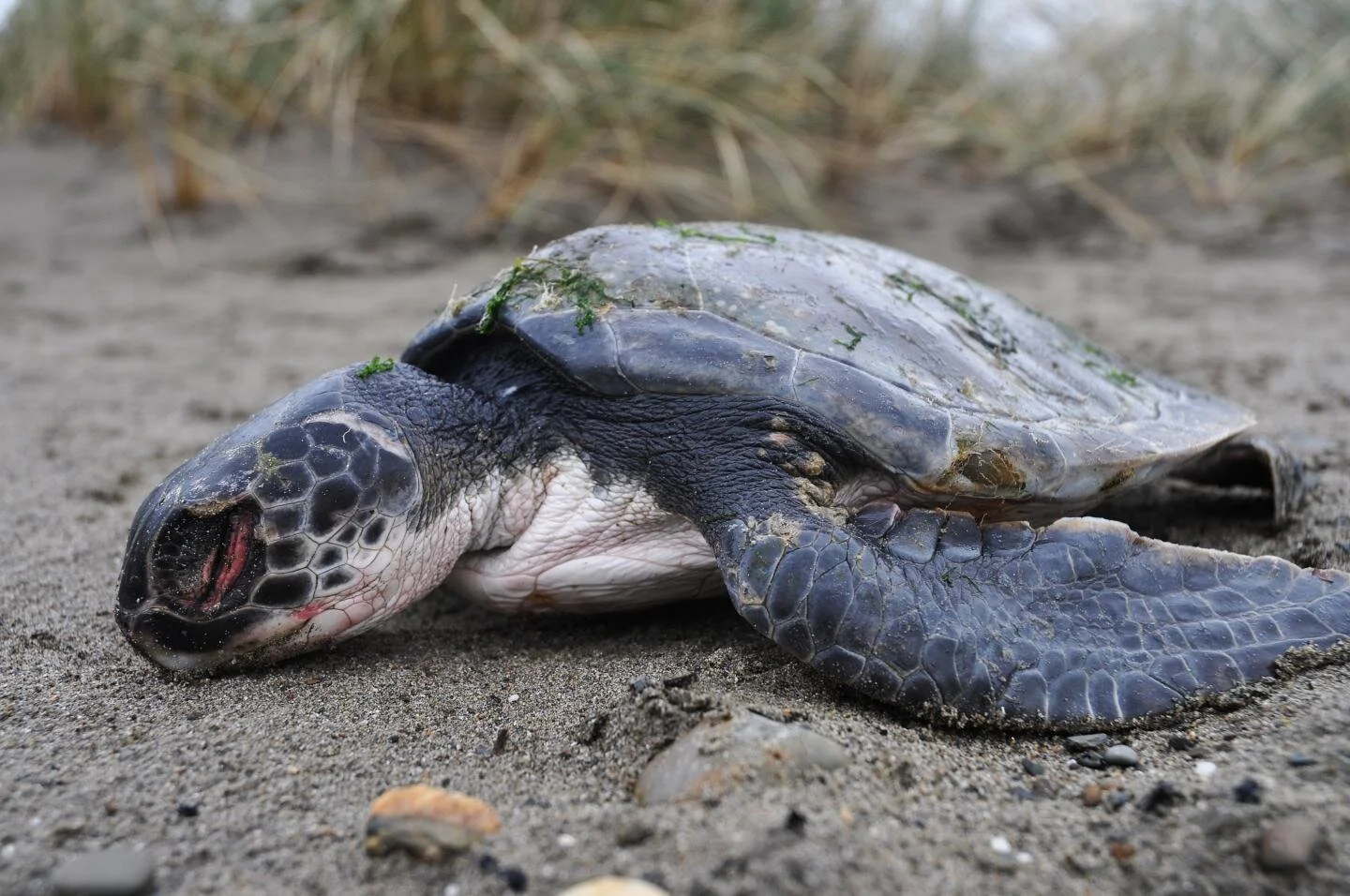 Mystery over decline in sea turtle sightings