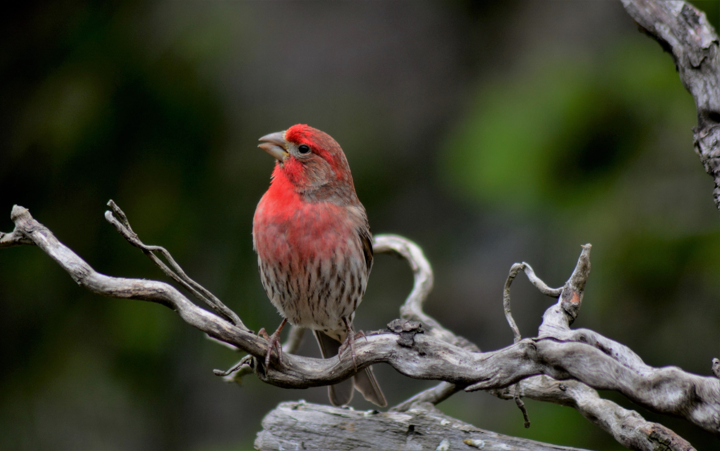 Migration and molt affect how birds change their colors