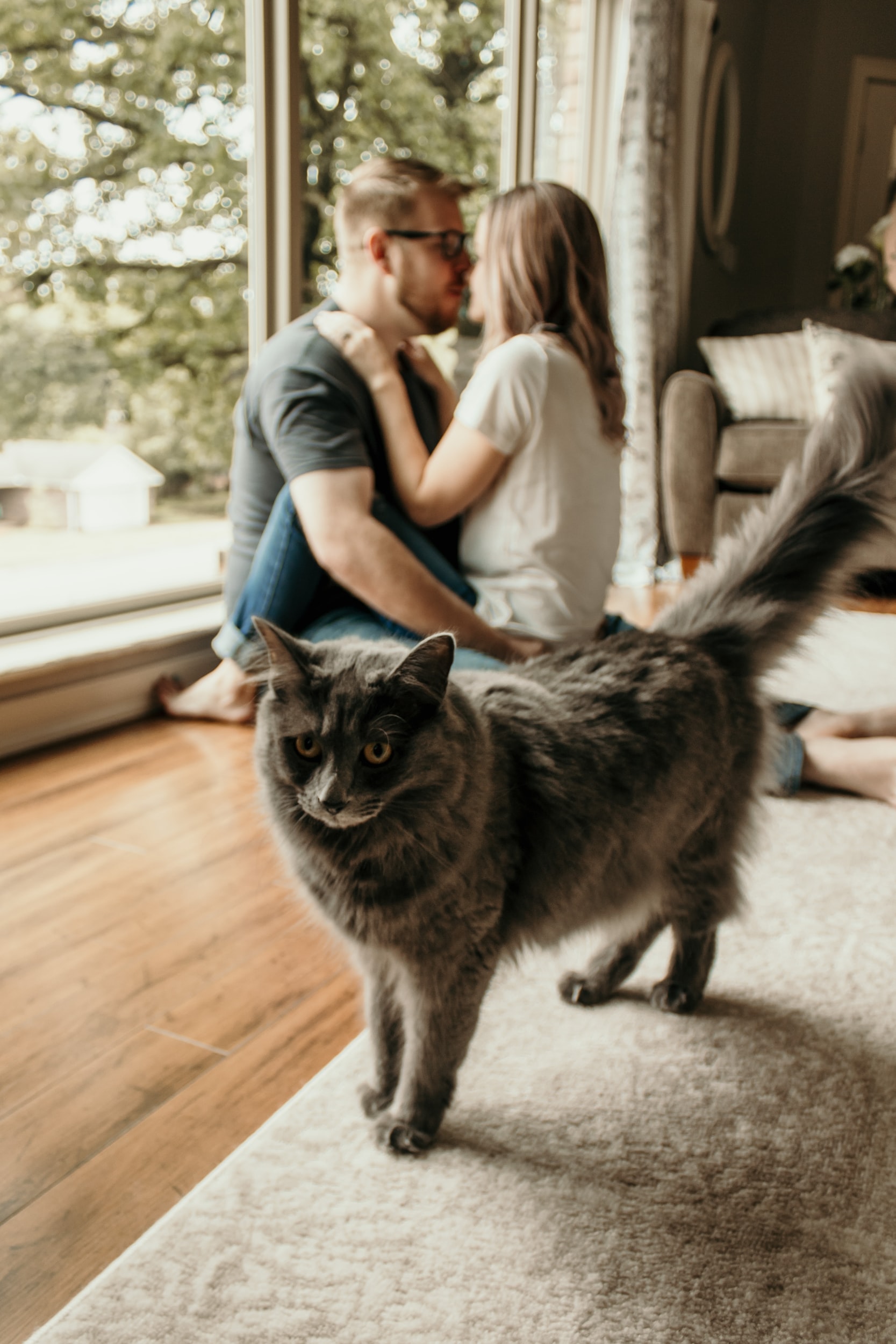 Questionnaire survey identifies potential separation-related problems in cats
