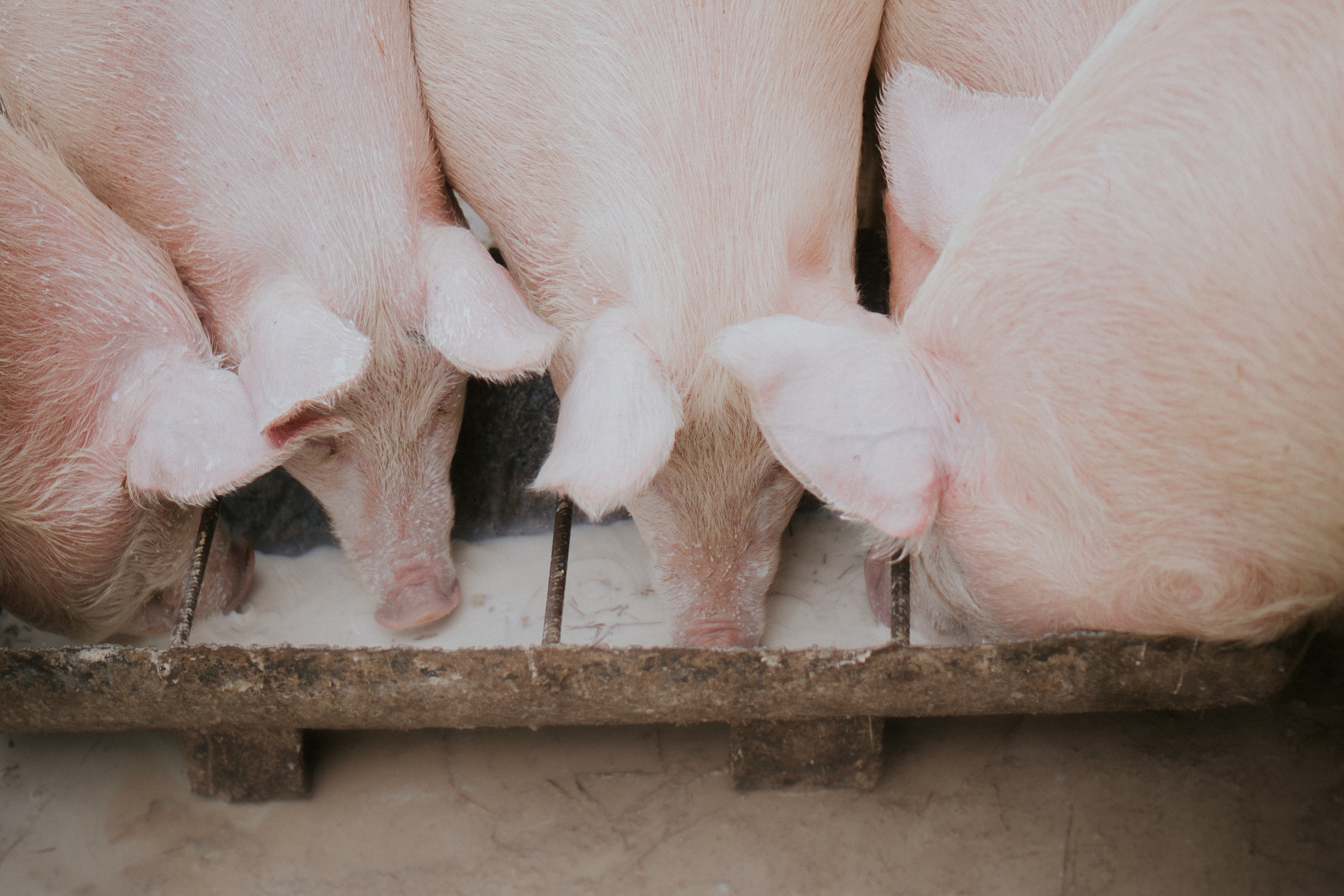 Two K-State studies focus on SARS-CoV-2 transmission in domestic cats, pigs