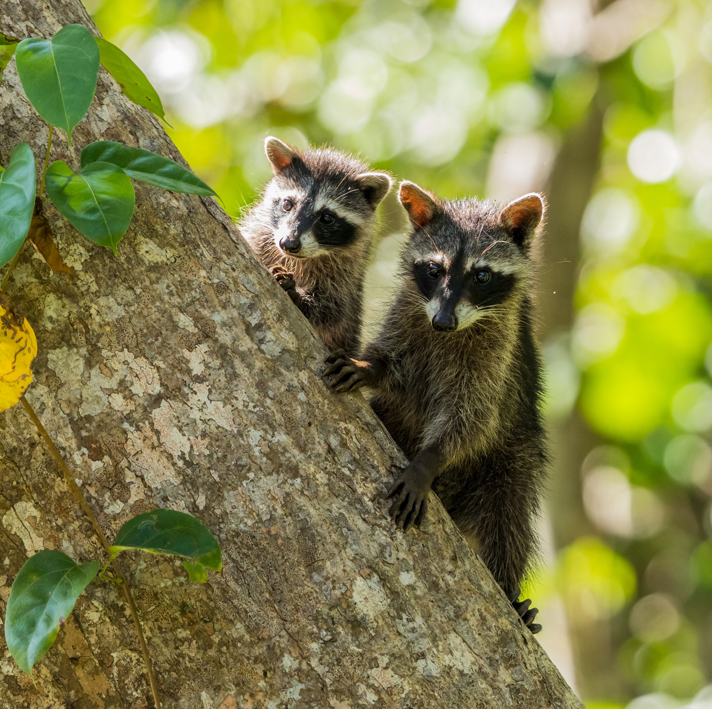 Study finds health trade-offs for wildlife as urbanization expands