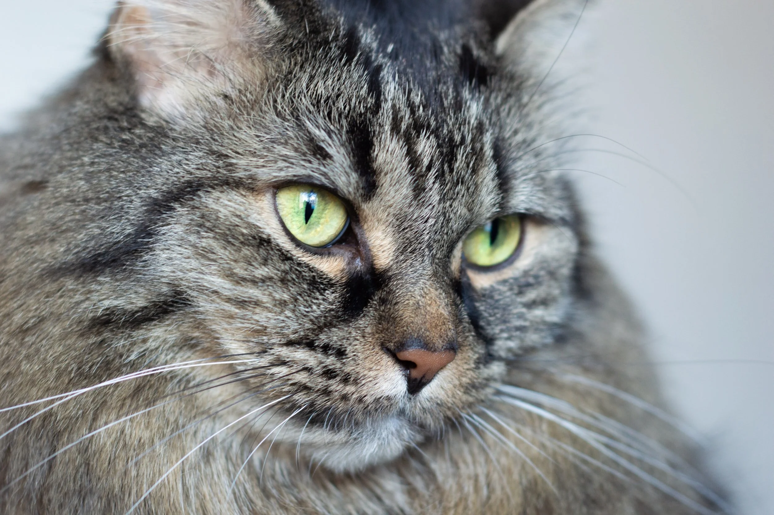  First case reported of subarachnoid diverticulum associated with feline infectious peritonitis