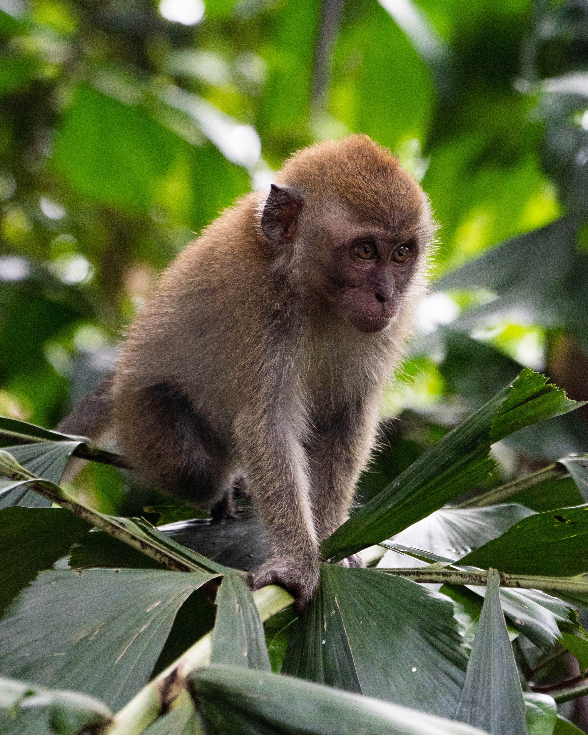 SIV-like virus  out of primate genome