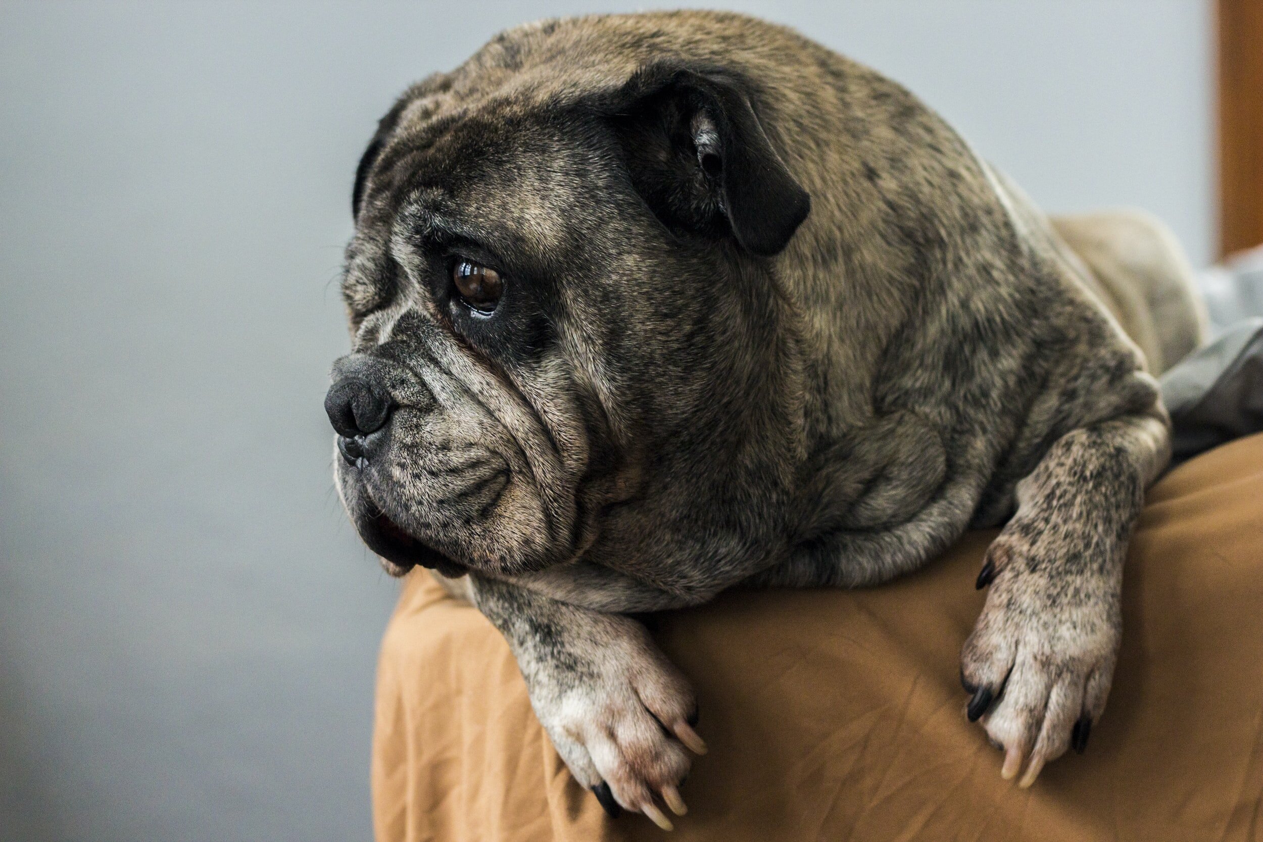 Assessment of seizure classification and clinical management in dogs