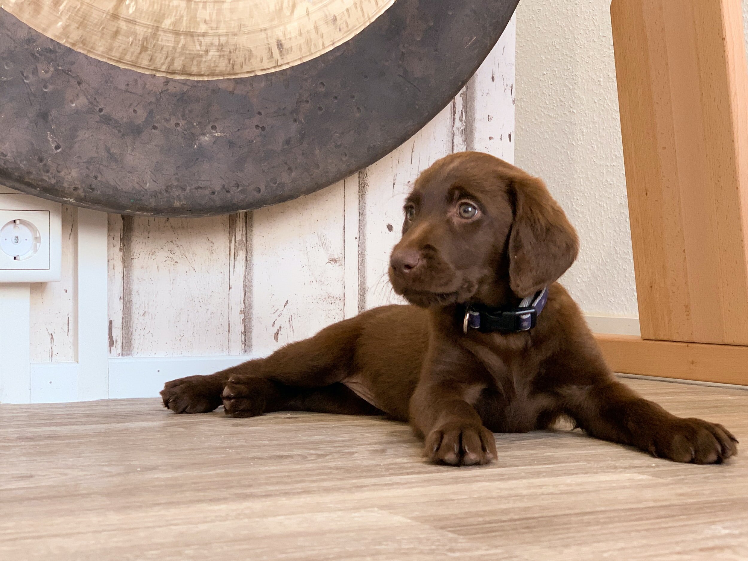Could robots replace therapy dogs?