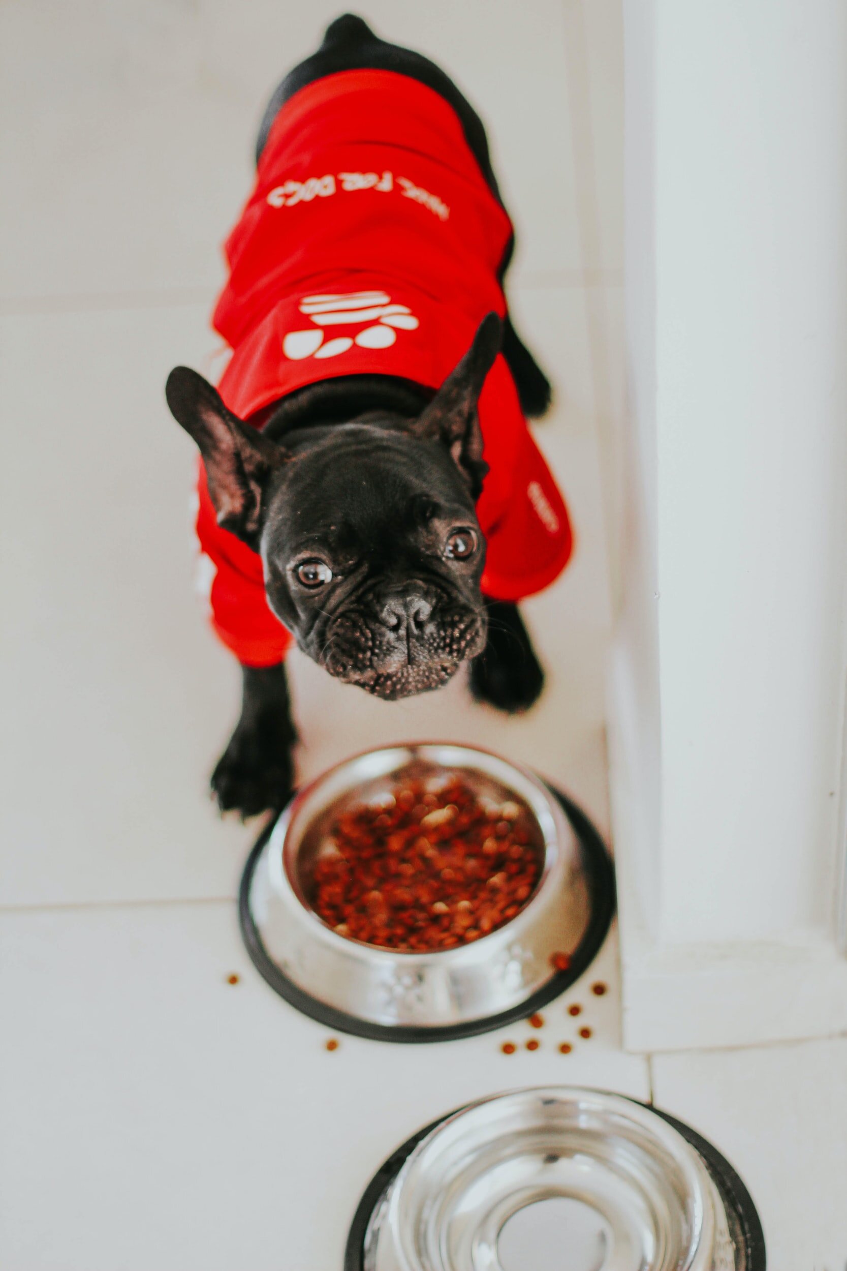 FDA Alert: Certain Lots of Sportmix Pet Food Recalled for Potentially Fatal Levels of Aflatoxin