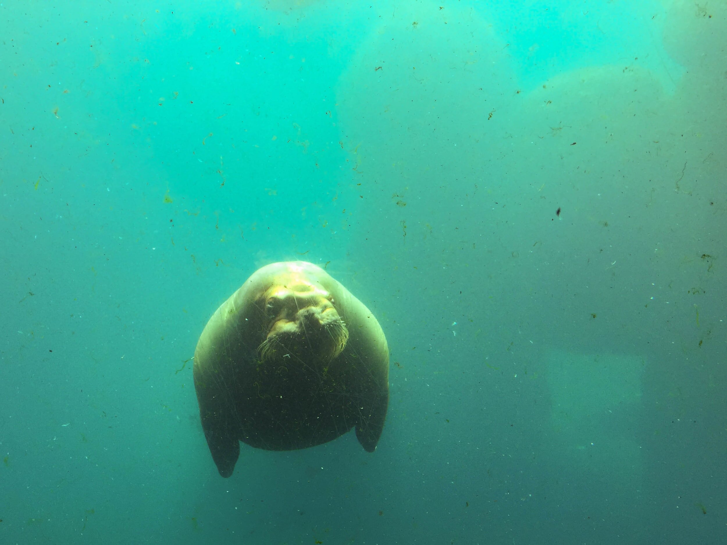 Low genetic diversity in two manatee species off South America