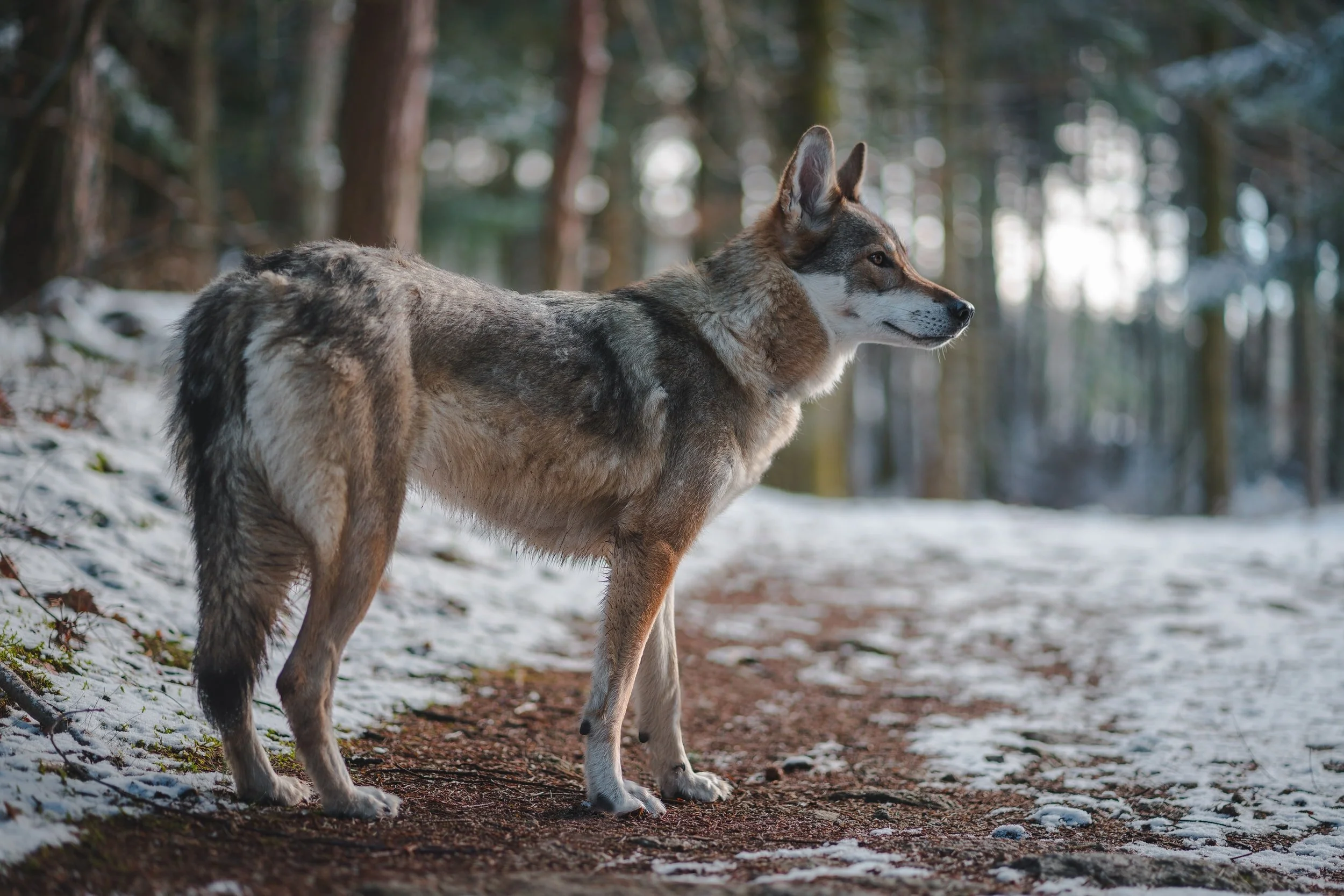 Evaluating pathogens in North American &nbsp;gray wolves &nbsp;