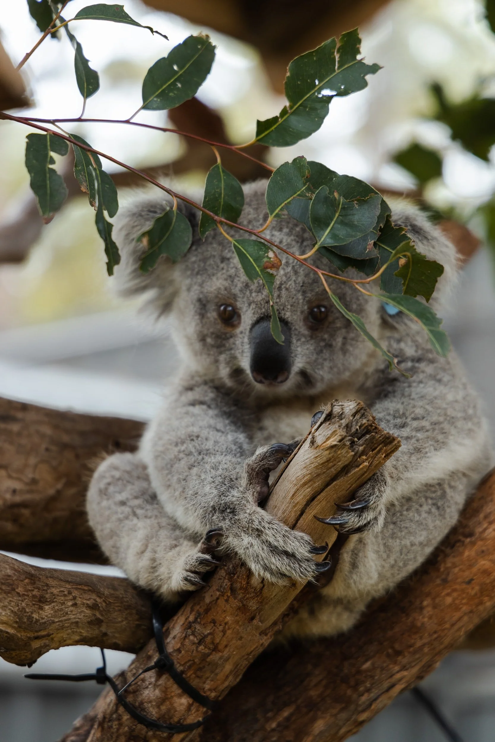 Retroviruses are re-writing the koala genome and causing cancer