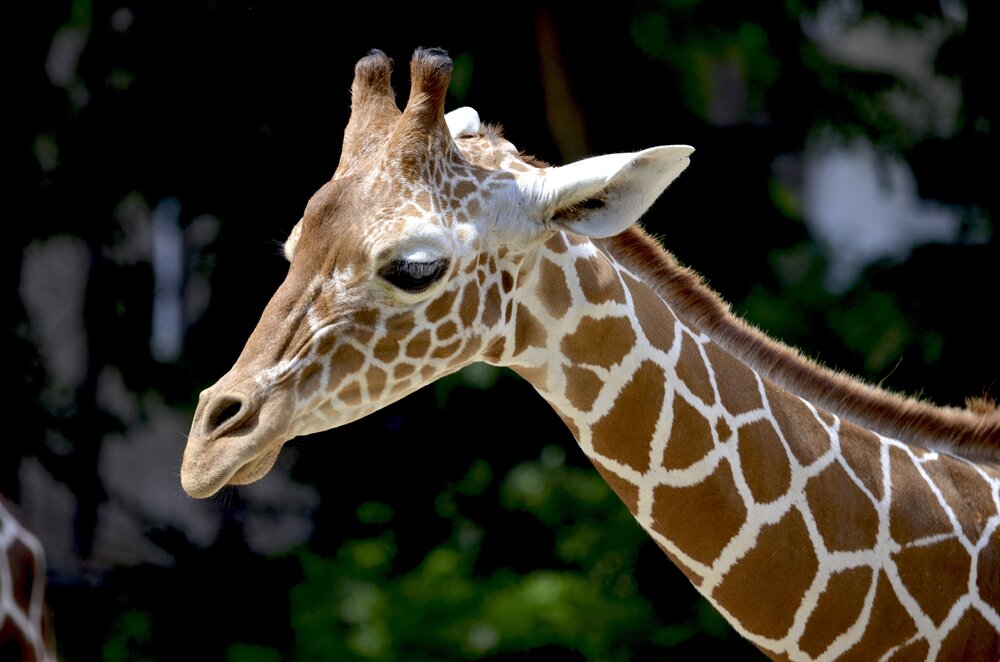 tallest animal in the world — The latest science and nature news