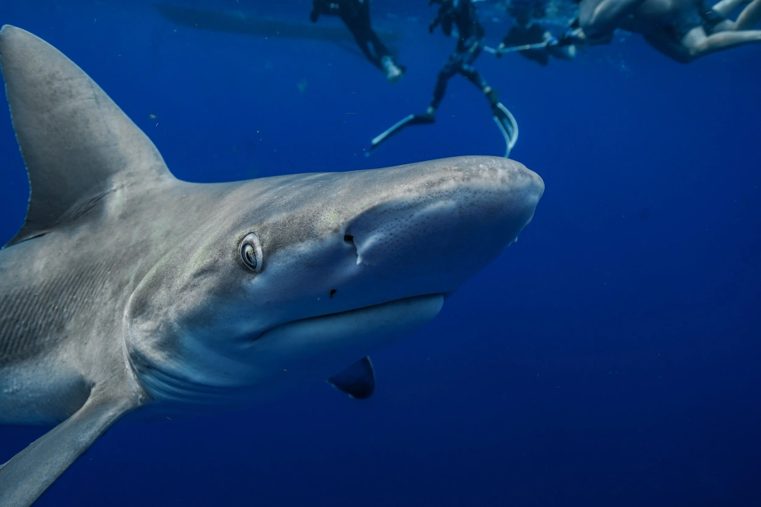 Sharks in protected area attract illegal fishers