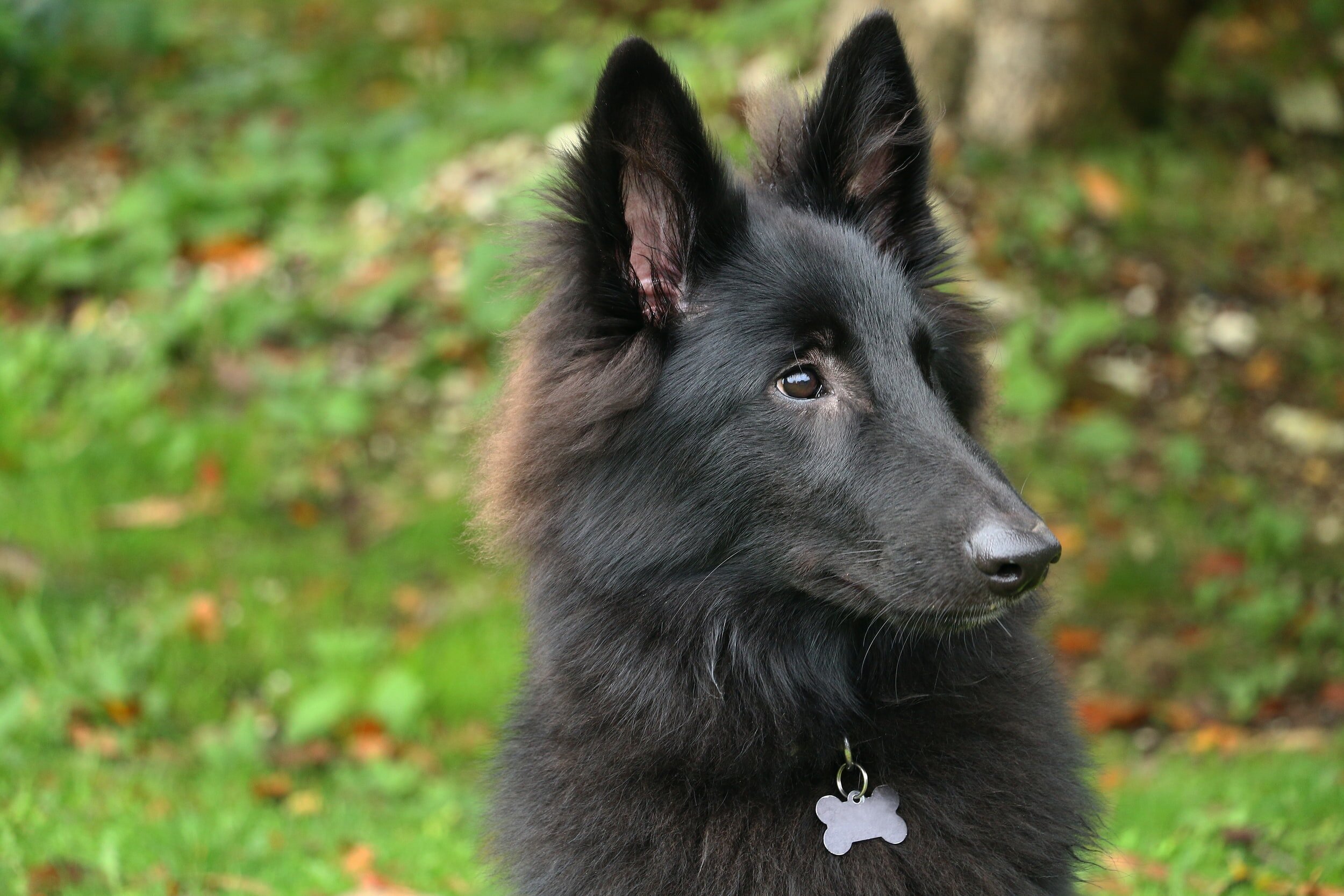 Gastric mucosal disease pathology in Belgian Shepherds
