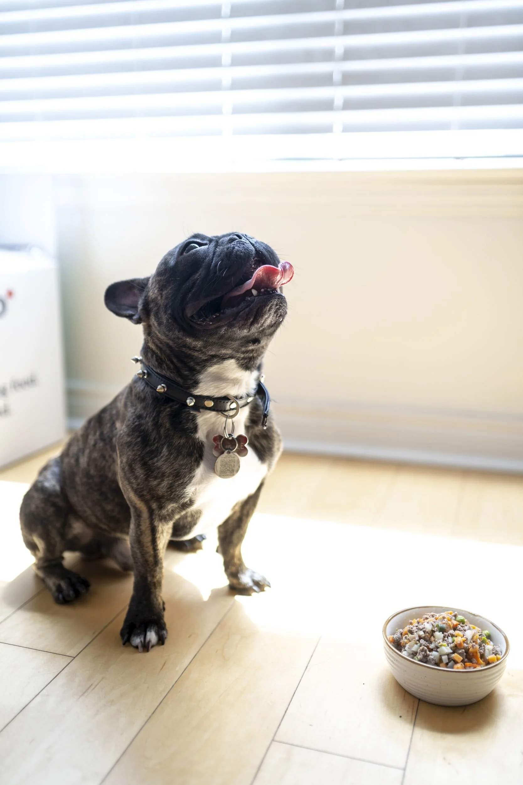 Pet food recall due to suspected Aflatoxin contamination