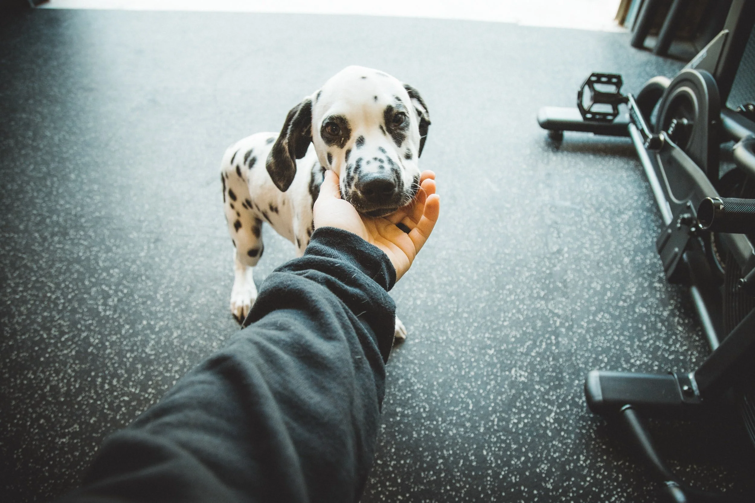 Researchers identify a gene that causes canine hereditary deafness in puppies